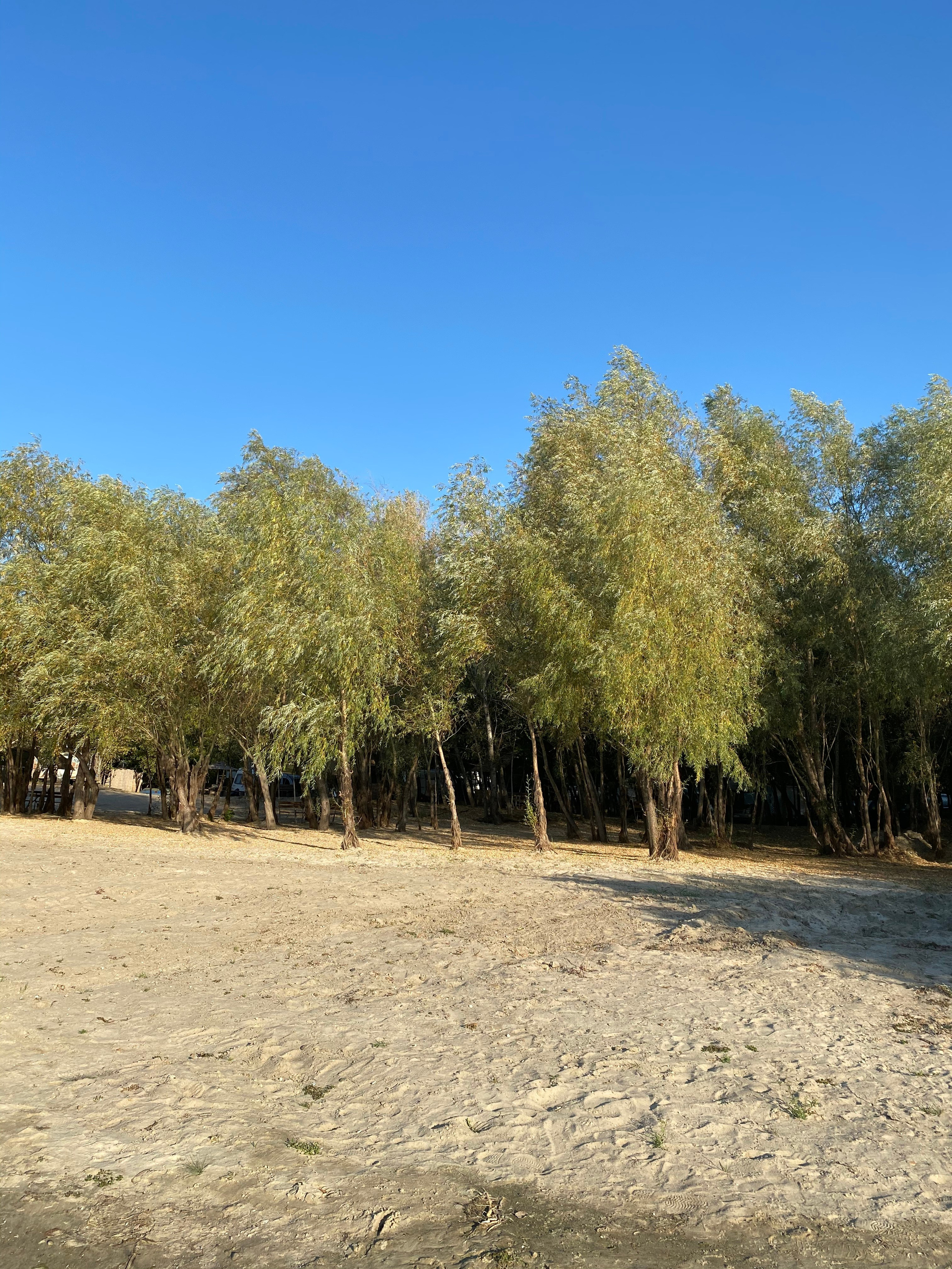 АбунаФест, Камышовый Рай — 20. Своя Мастерская