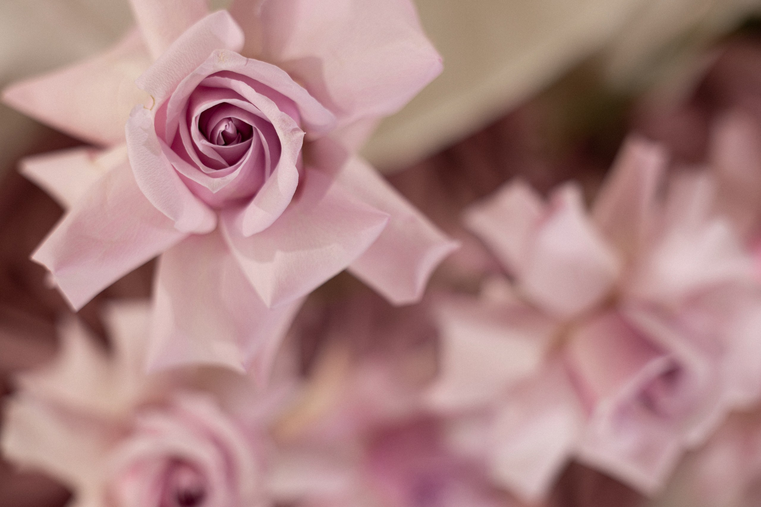 Сентябрь 2025. Бюджет 1.4 млн (70 гостей). Организатор свадеб в Ростове-на-Дону