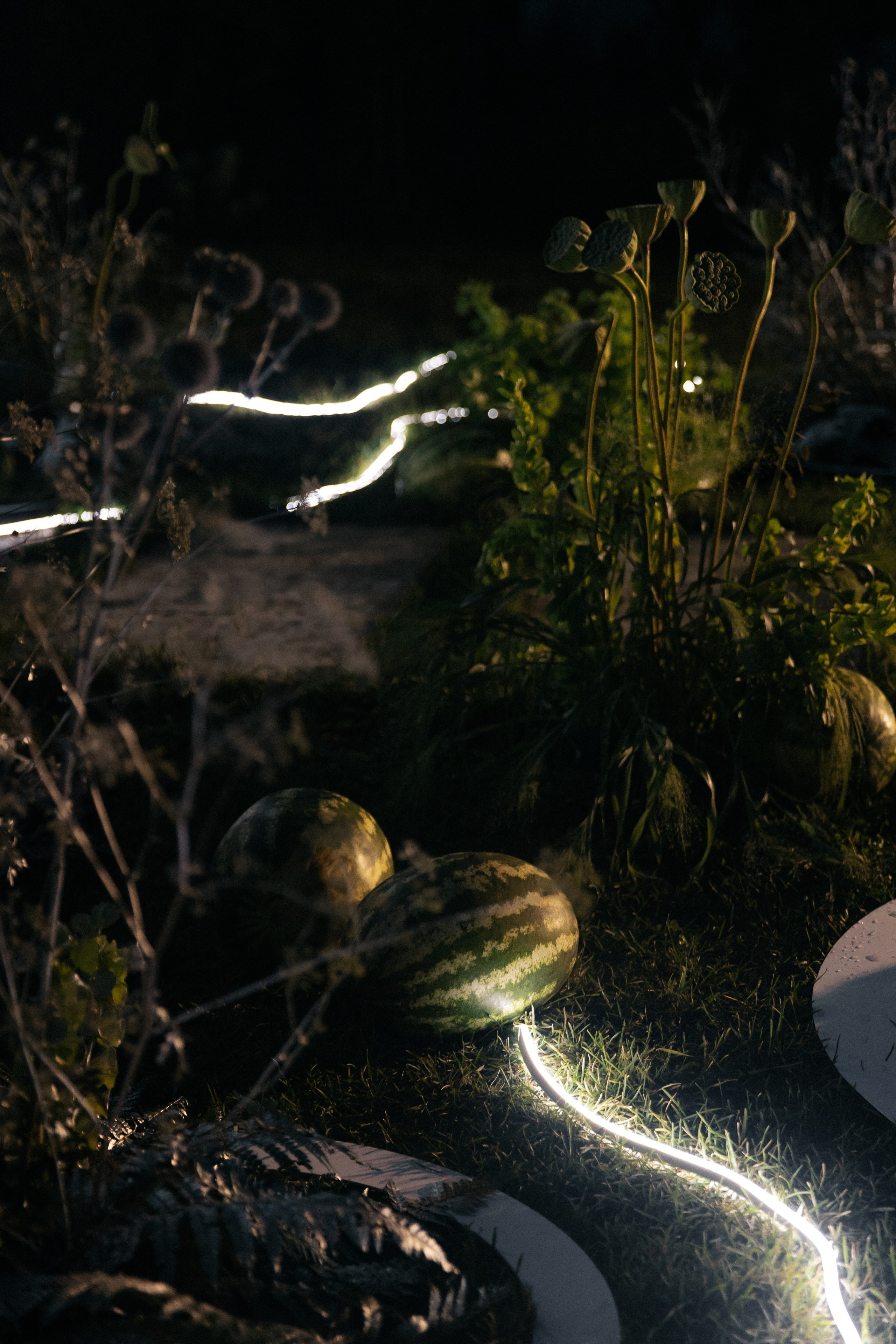 Дыня или арбуз?. Свадебный фотограф Алина Хабарова