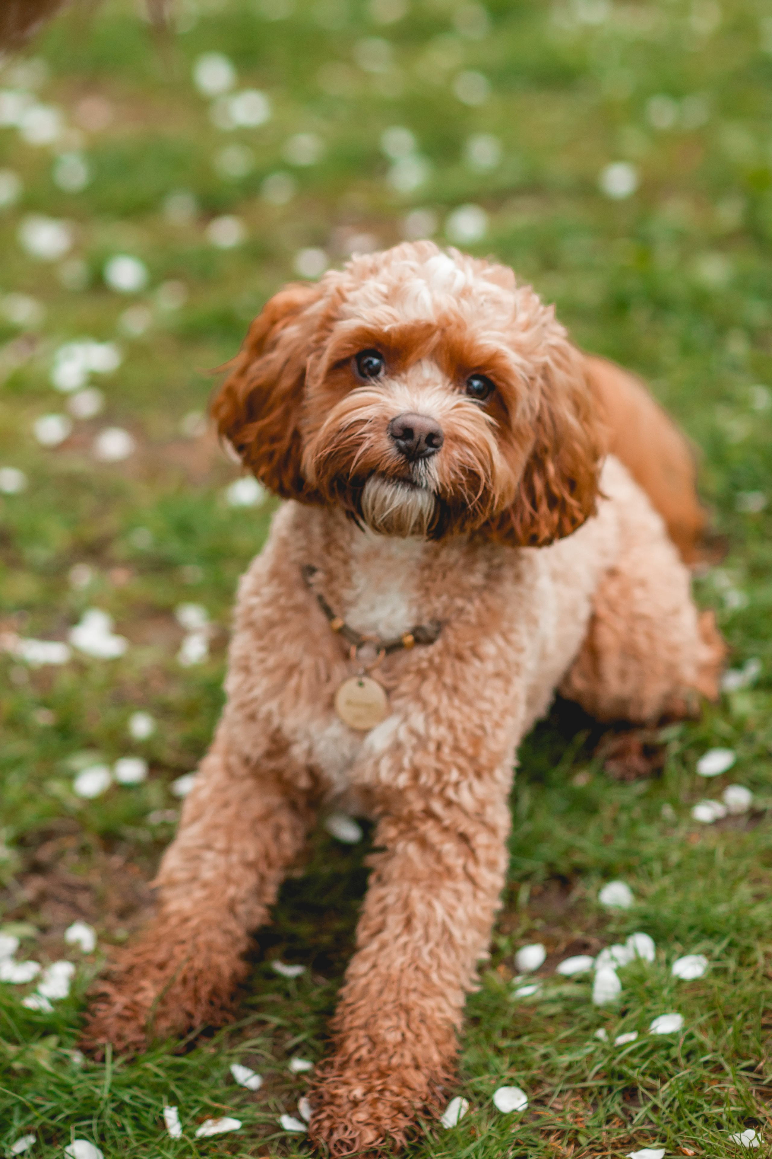 Ирина и Балу. Семейный фотограф анималист Мария Крючкова