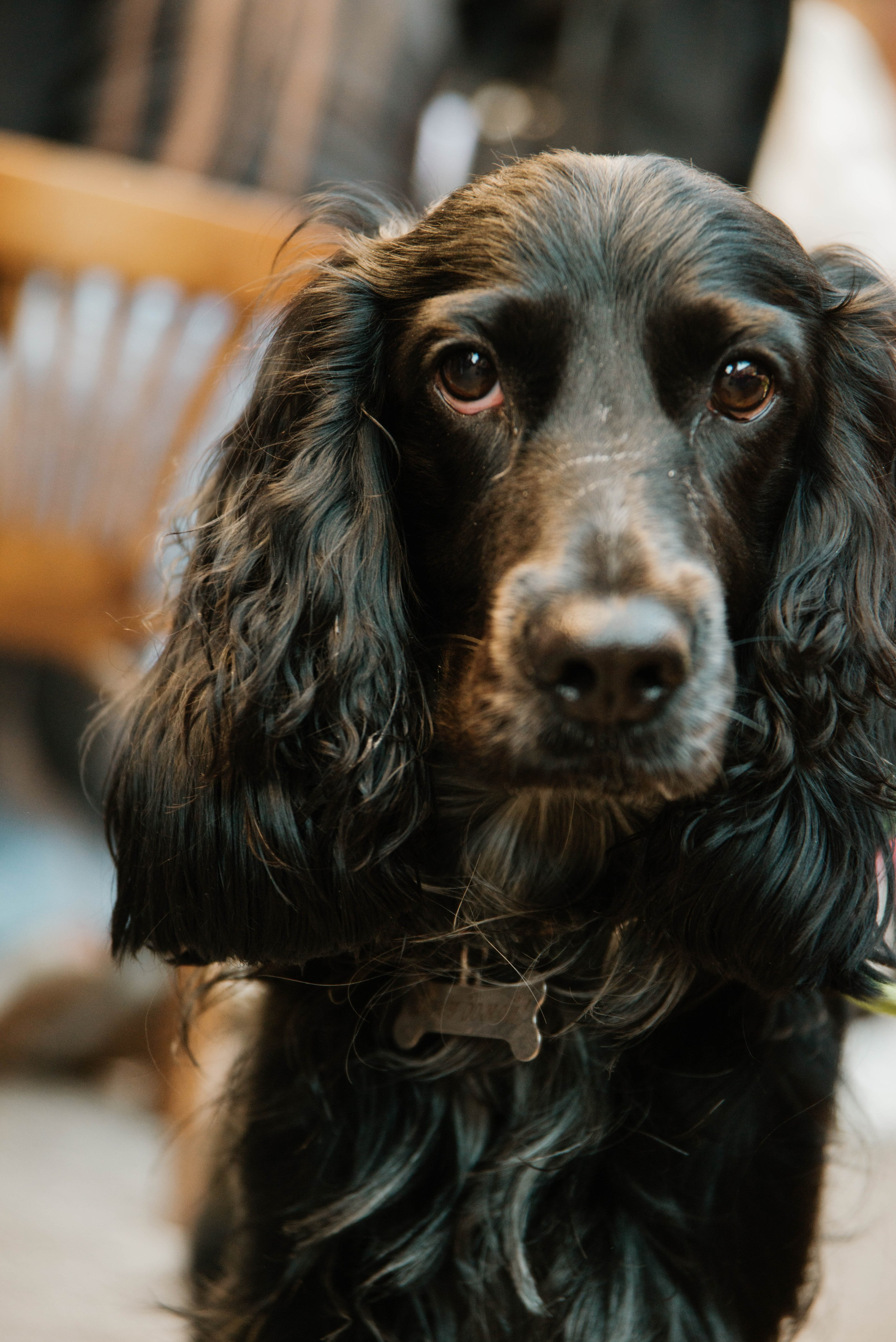 Дог-вечеринка на летнике «Кутёж». Ксения Glossa. Портретный и репортажный фотограф в Самаре