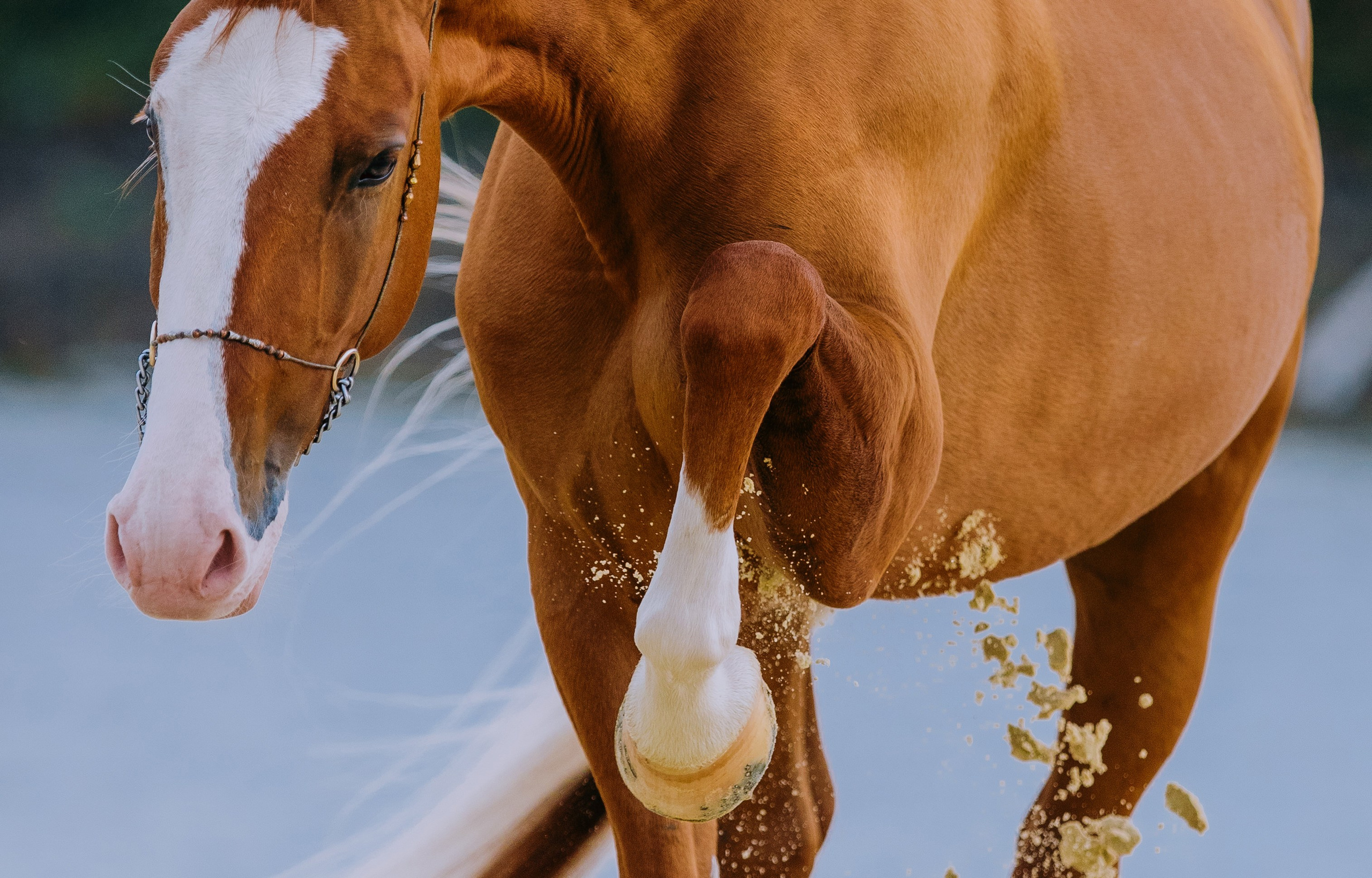 На природе. Фотограф-анималист Ксендзова Кристина
