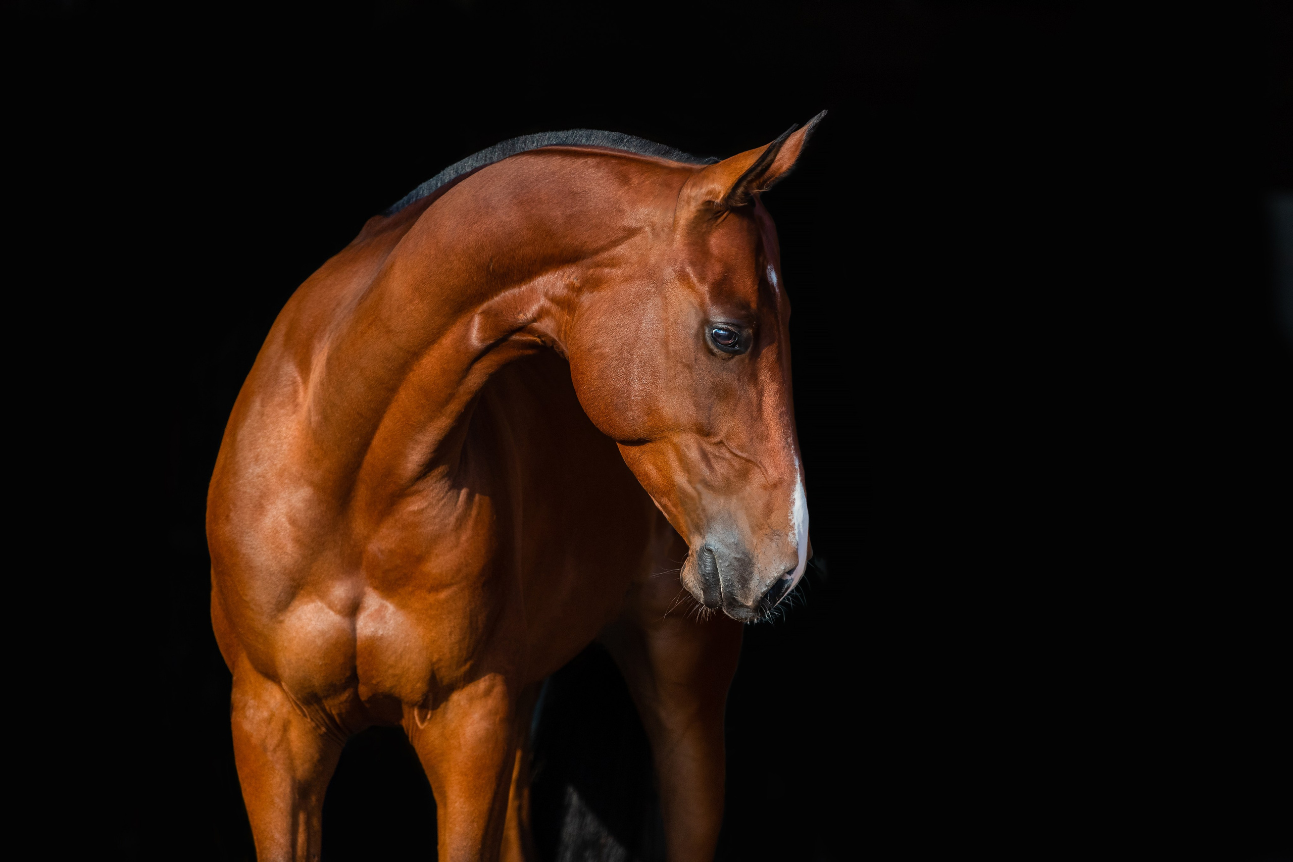 На черном фоне. Фотограф-анималист Ксендзова Кристина