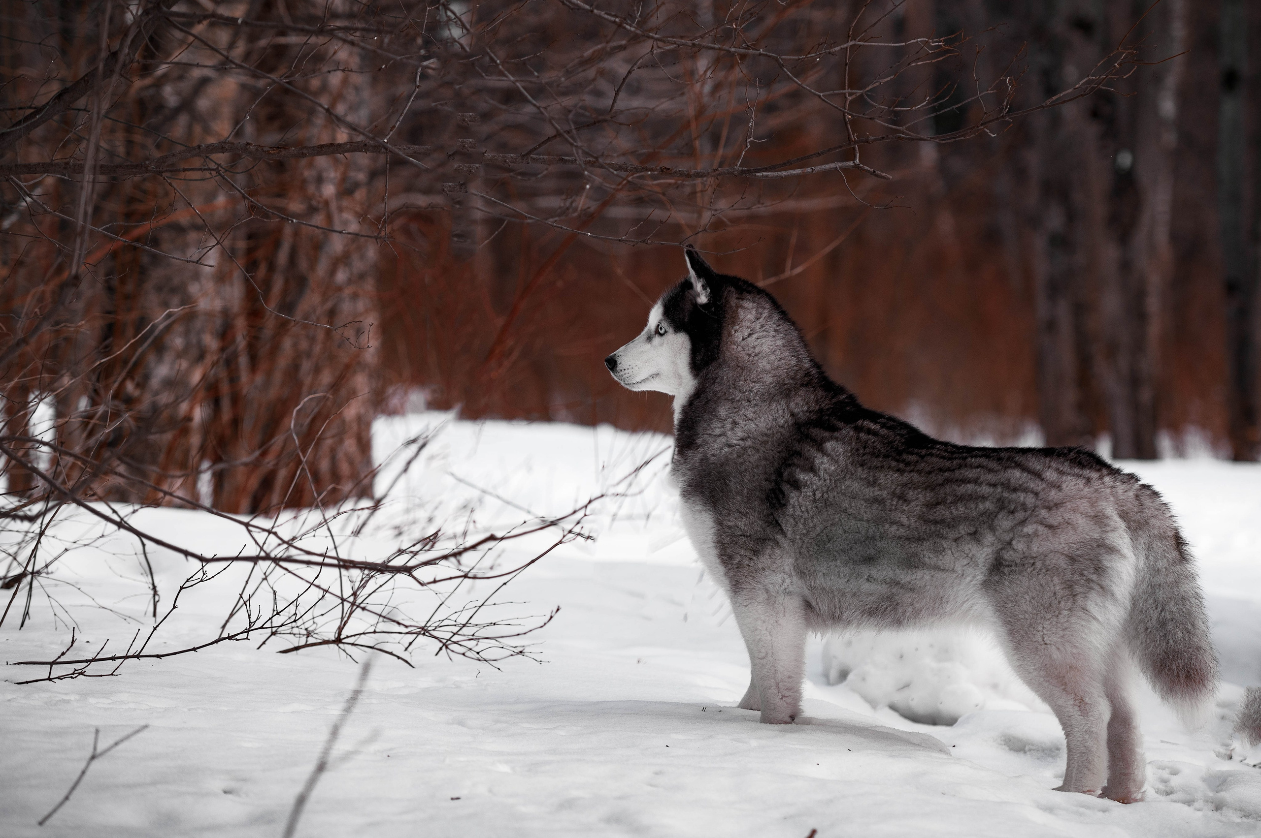 Шанель. Фотограф-анималист