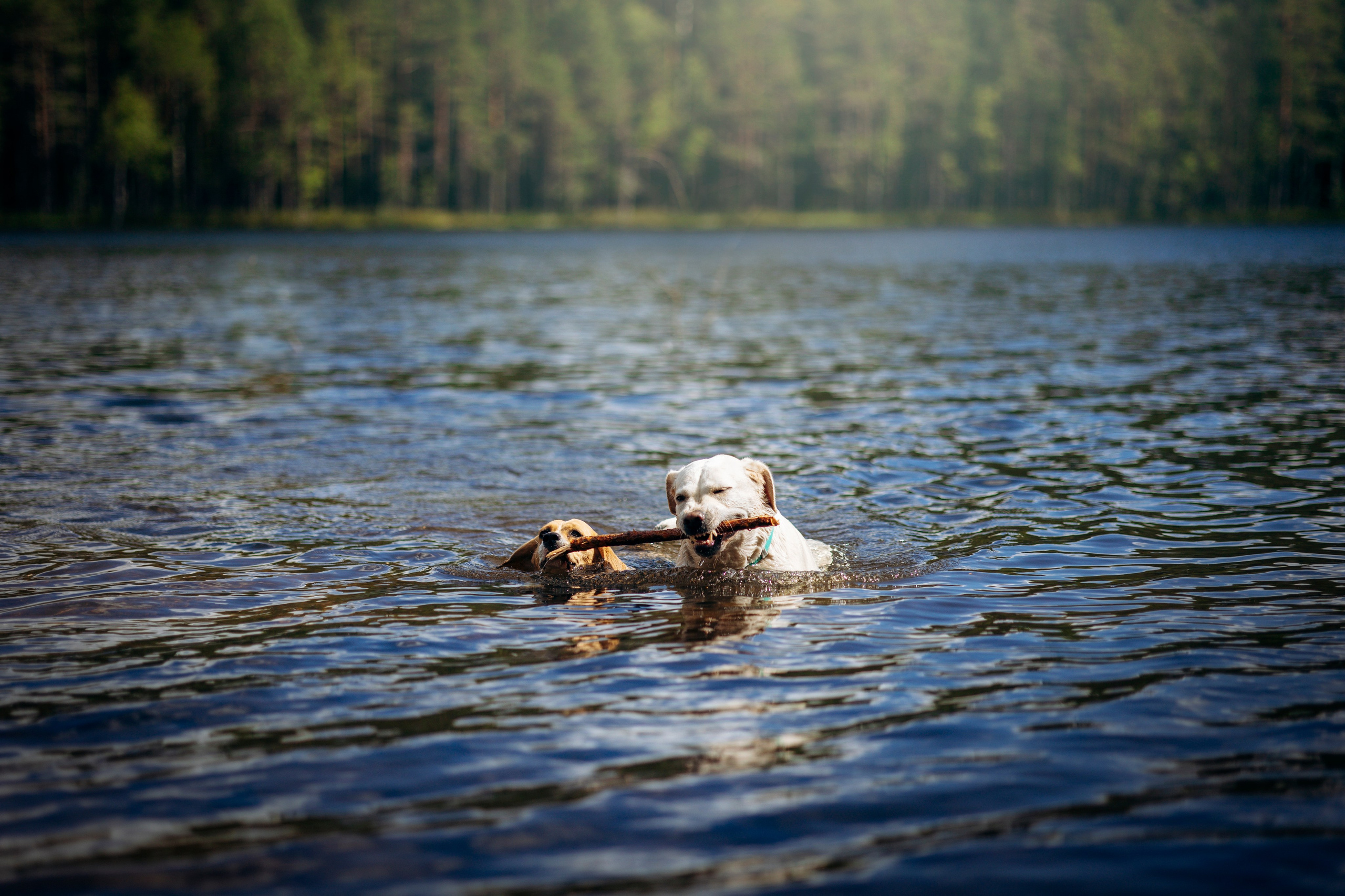 Котофеи и их семья. Фотограф — Анималист | Санкт-Петербург