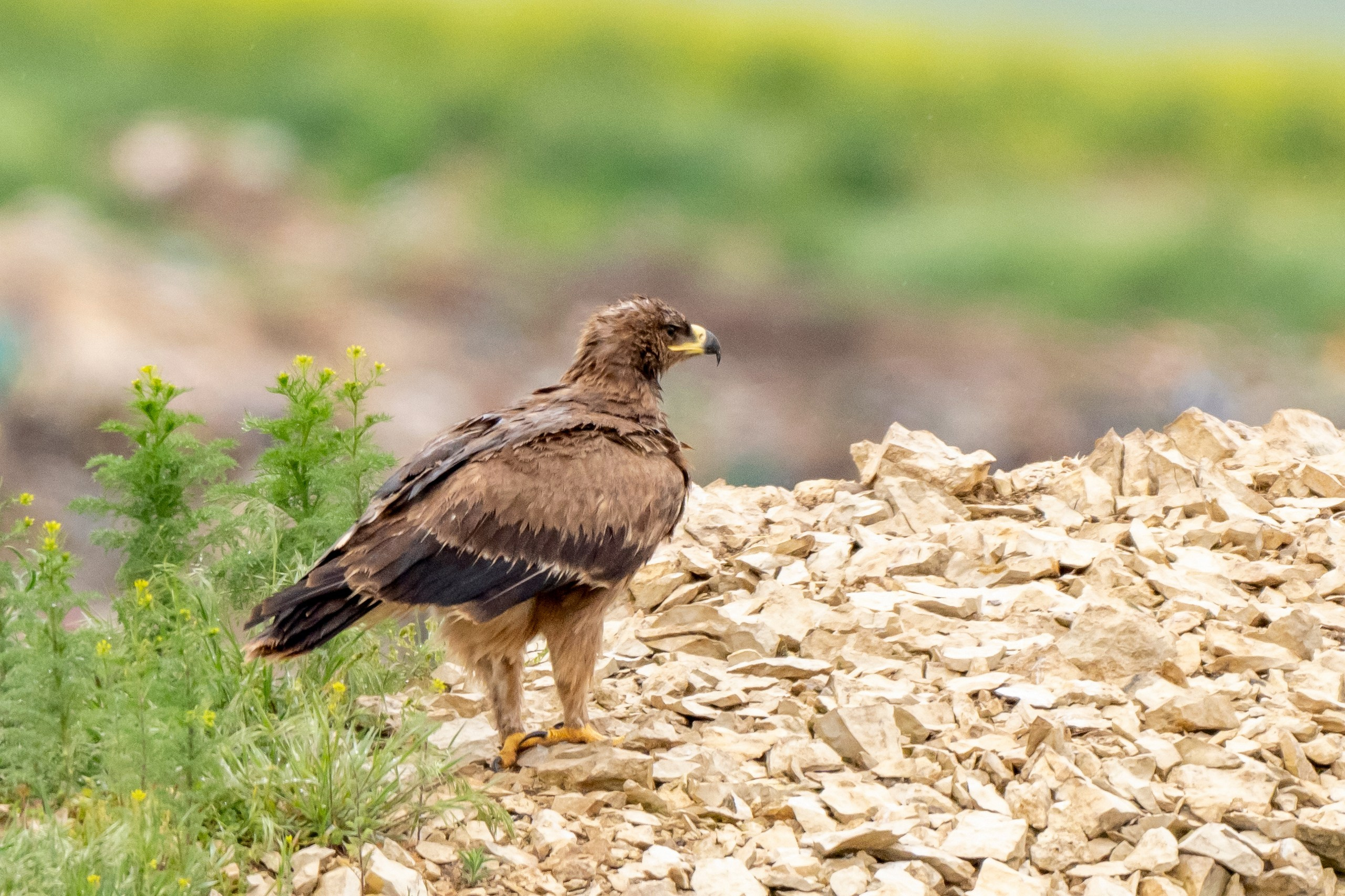 Пейзажный фотограф, Фотографии дикой природы. Foto-Zuev фотография как искусство