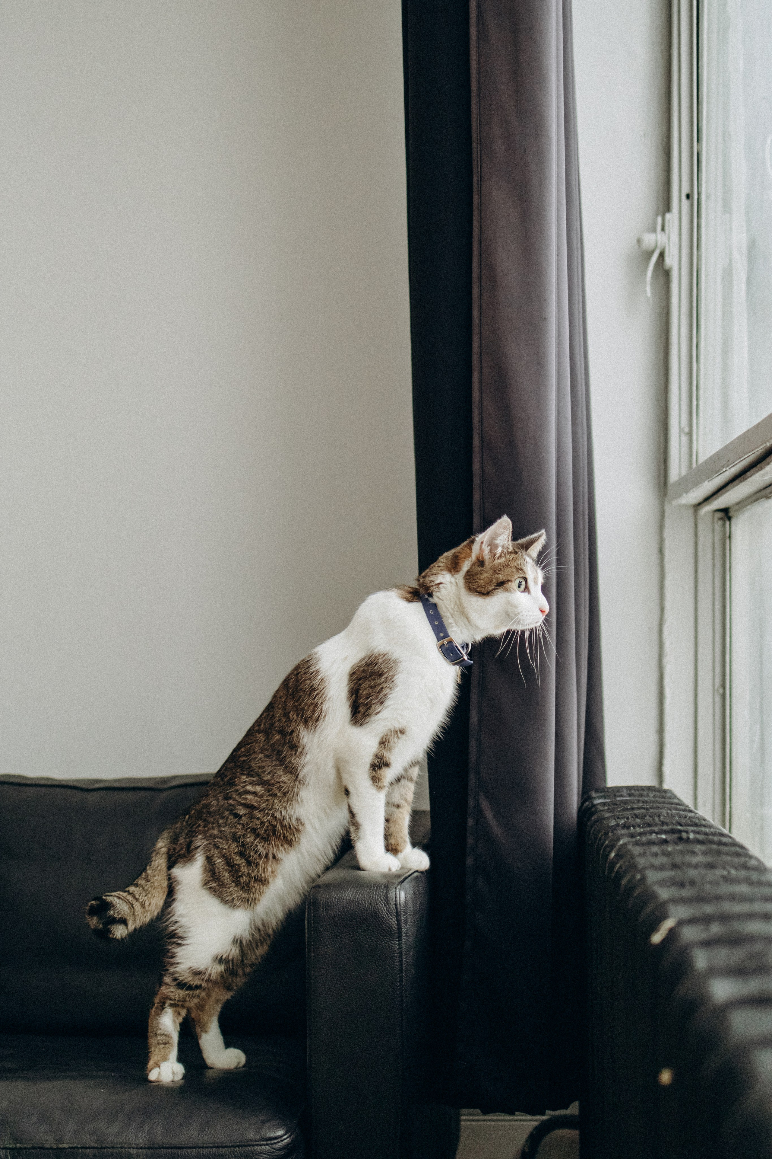 Ксюша и Яша. Фотораф — анималист Мария Шистка