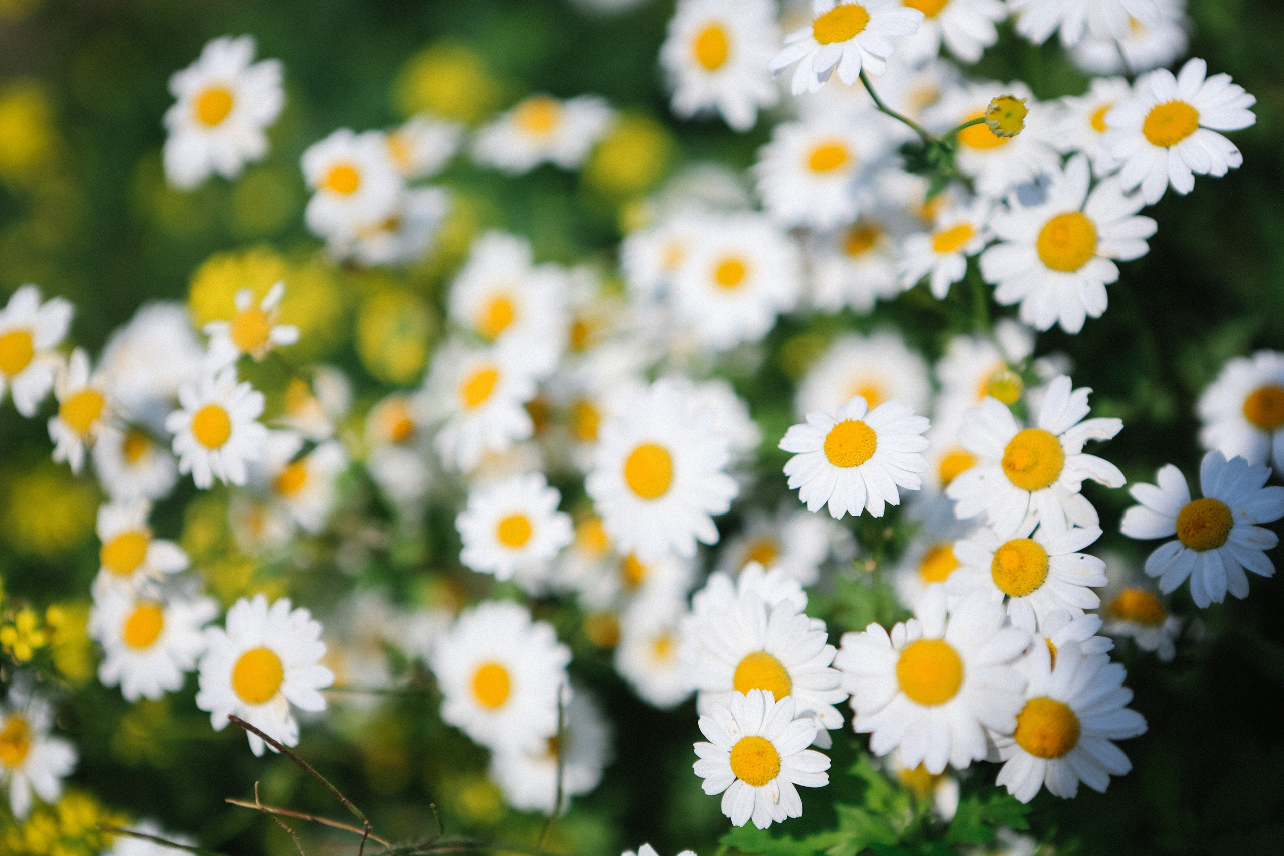 Пресс-тур для Неизвестного Кавказа. Свадебный и портретный фотограф в Пятигорске, КМВ — Власова Юля