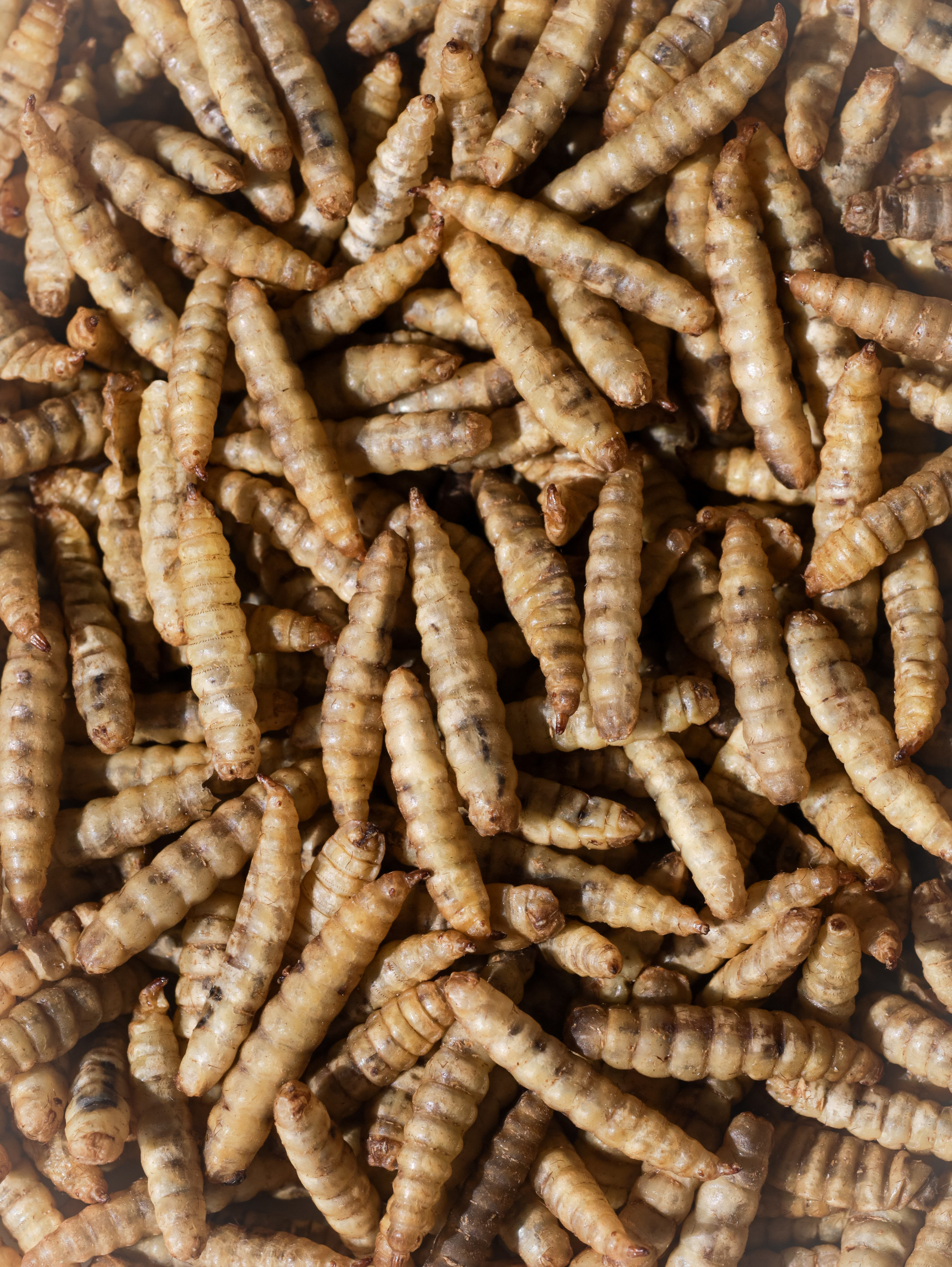 Корм для животных. Алёна Стерхова — Предметный и портретный фотограф. Ижевск