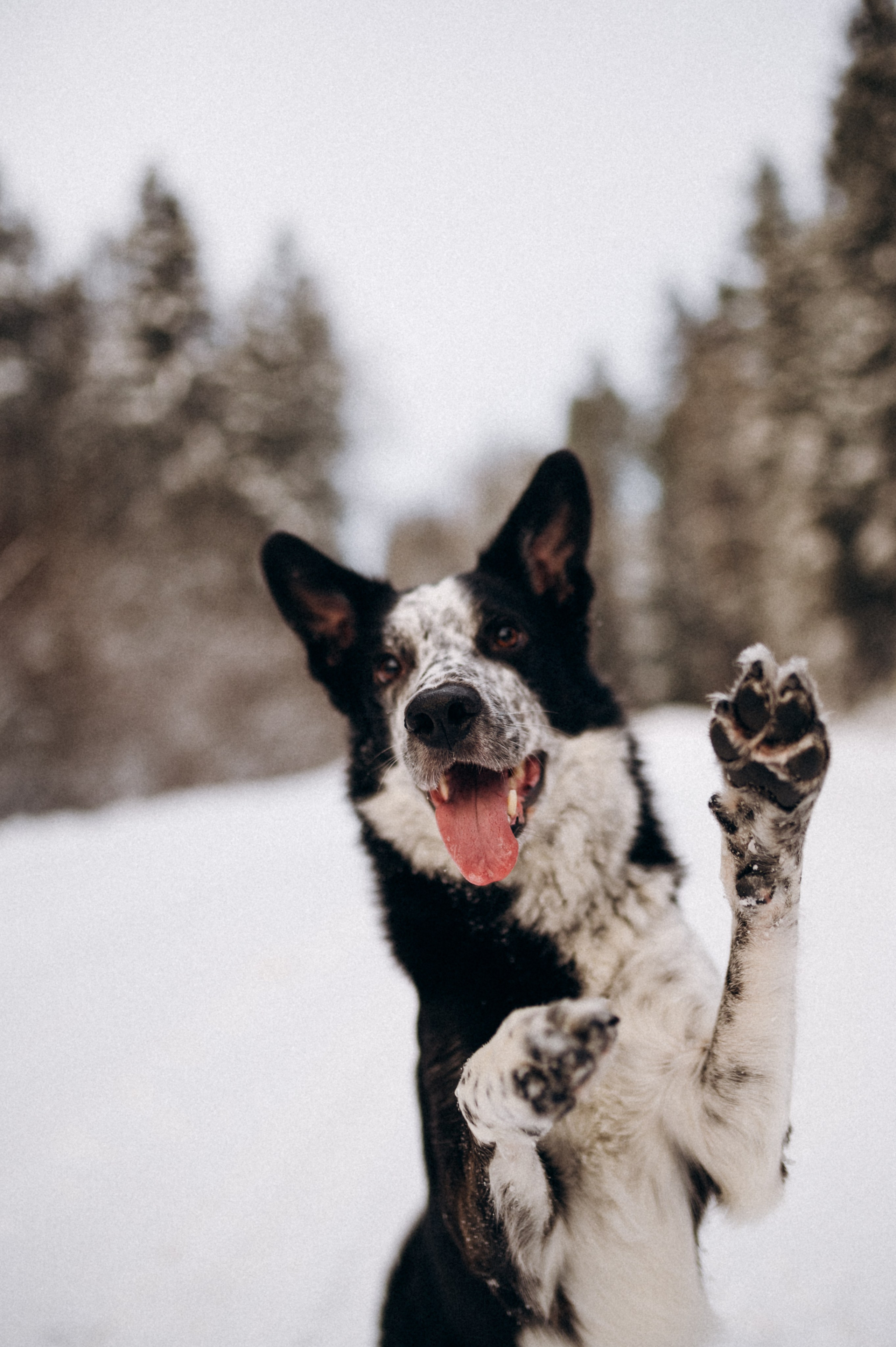 Аня и Милан. Фотограф анималист в Москве Ольга Агушева