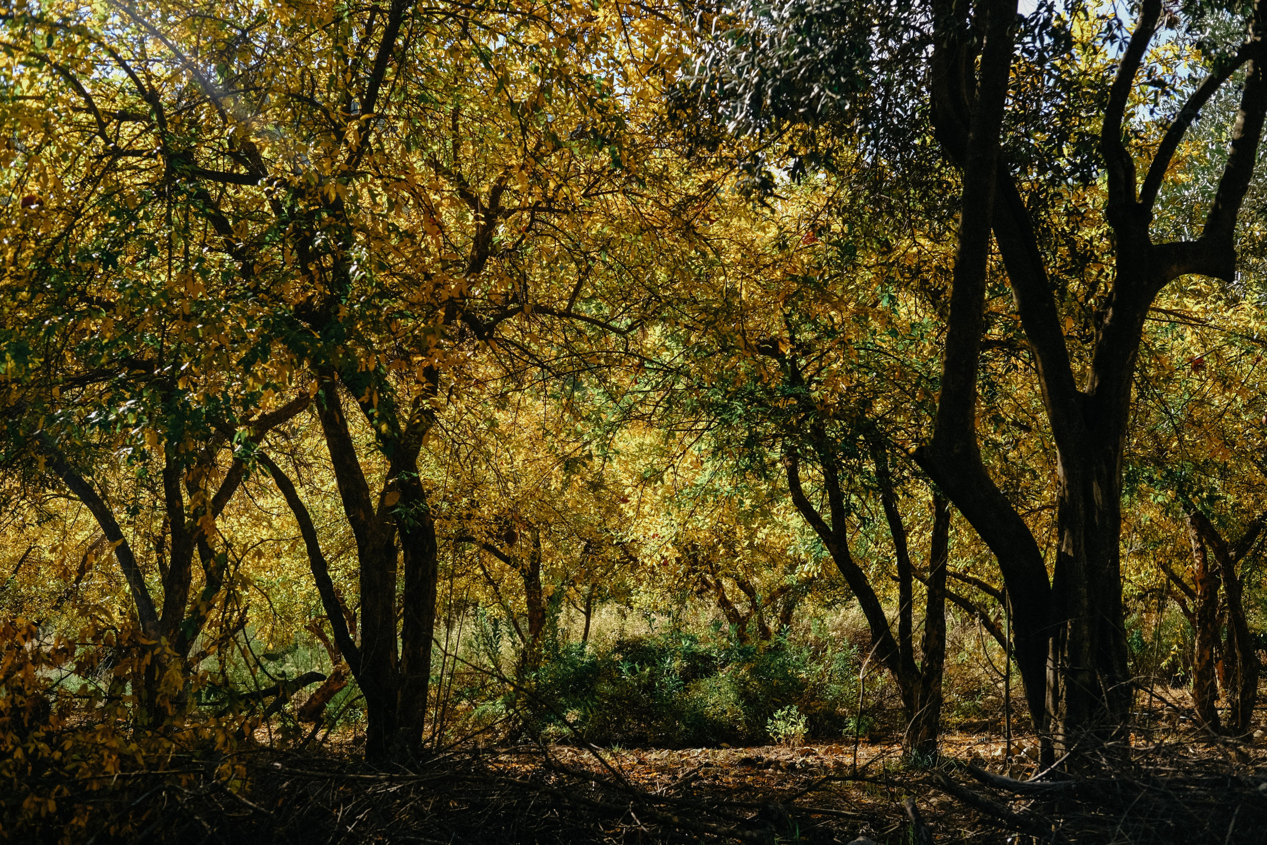 Lycian Way: Turkey. Обо мне