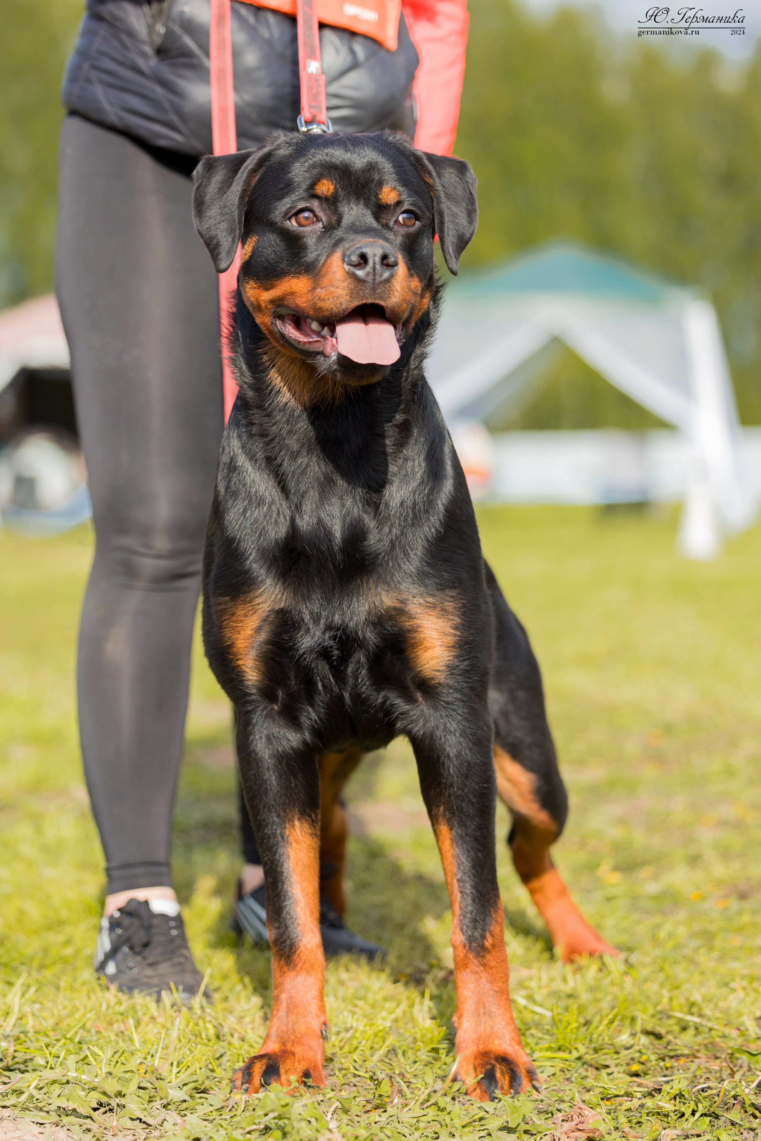Нижний Новгород 11-12.05.2024 моно ротвейлеров. Фотограф-анималист Юлия Германика