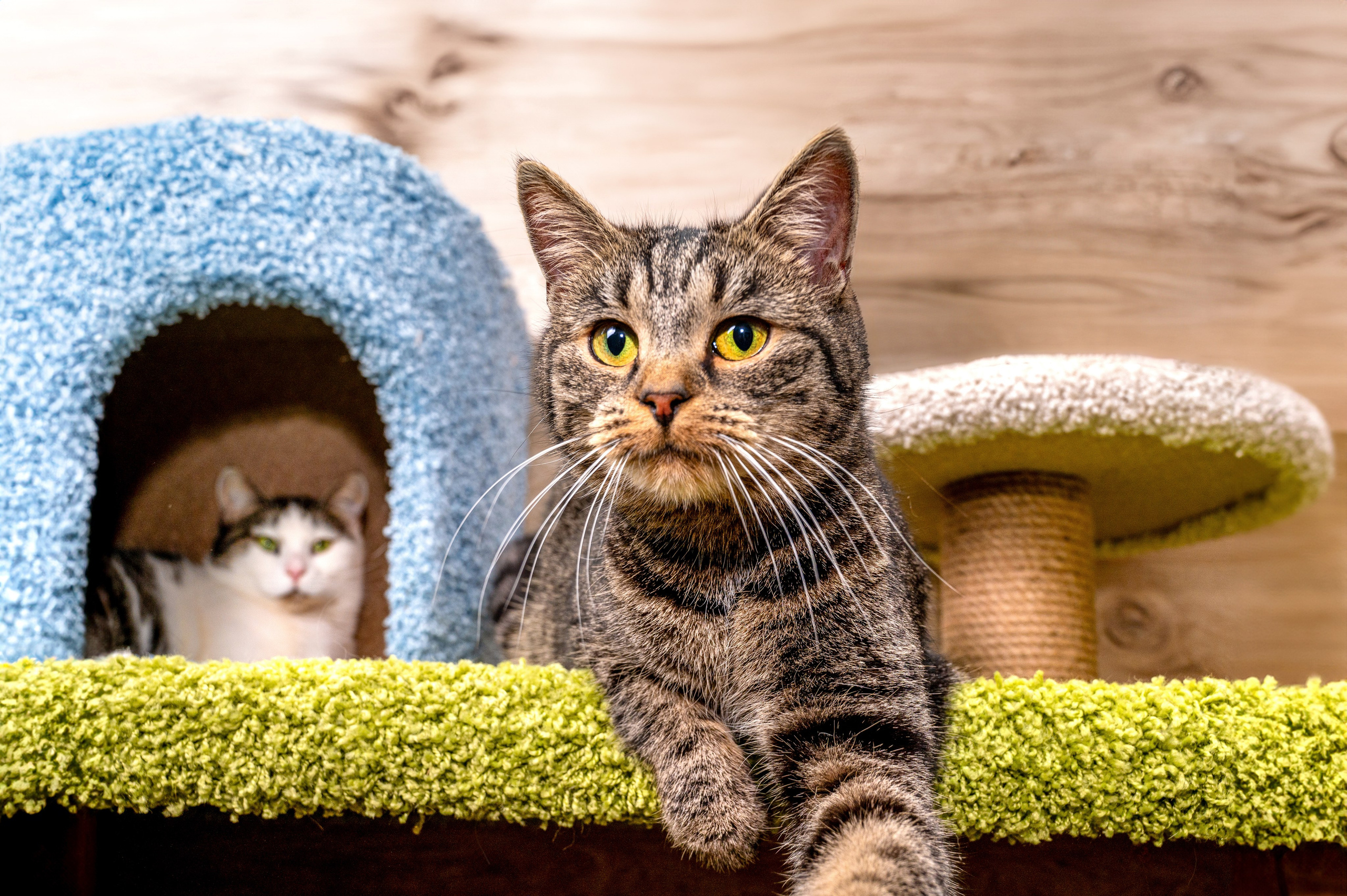 Питомцы. Интерьерный фотограф. Фото- видеосъемка недвижимости Санкт-Петербург