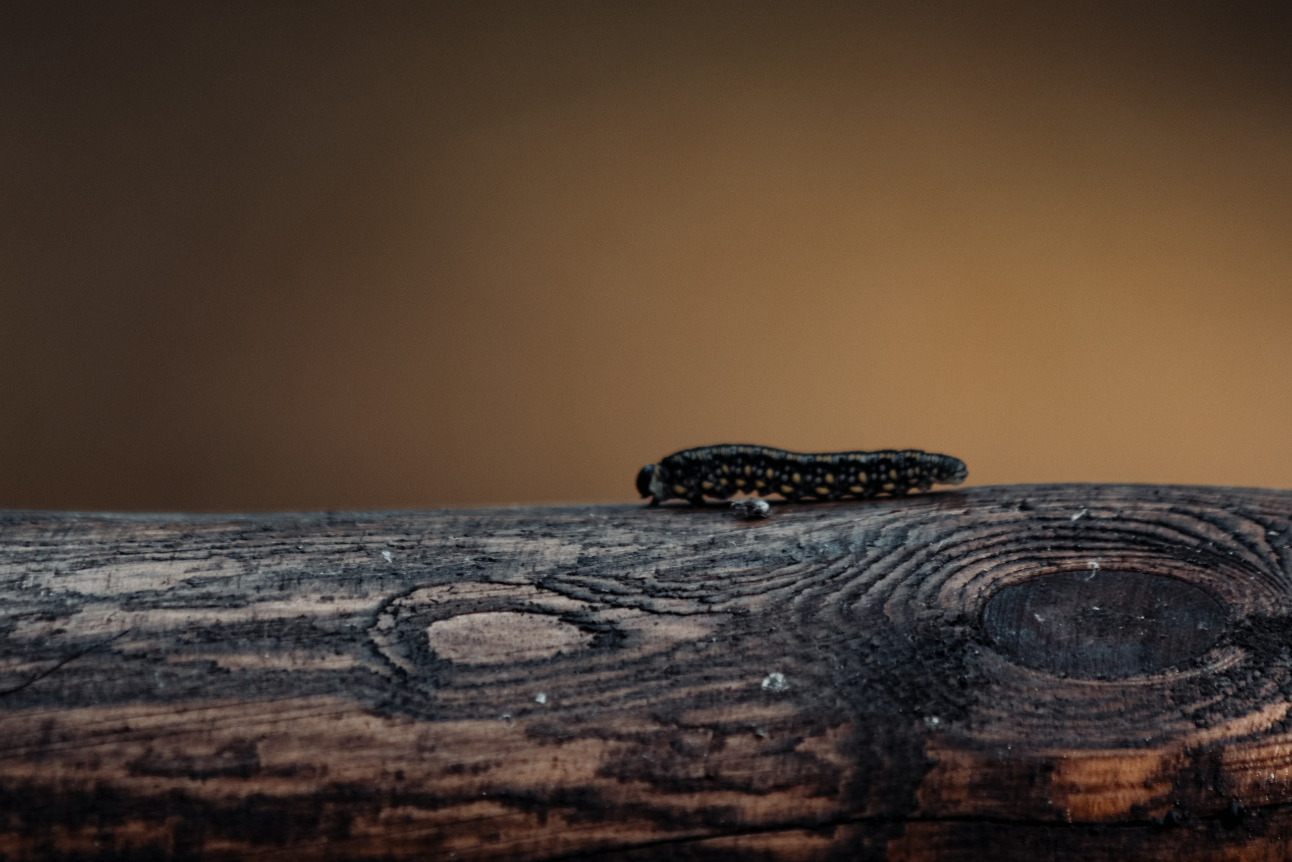 М А К Р О. — Digital Noise —