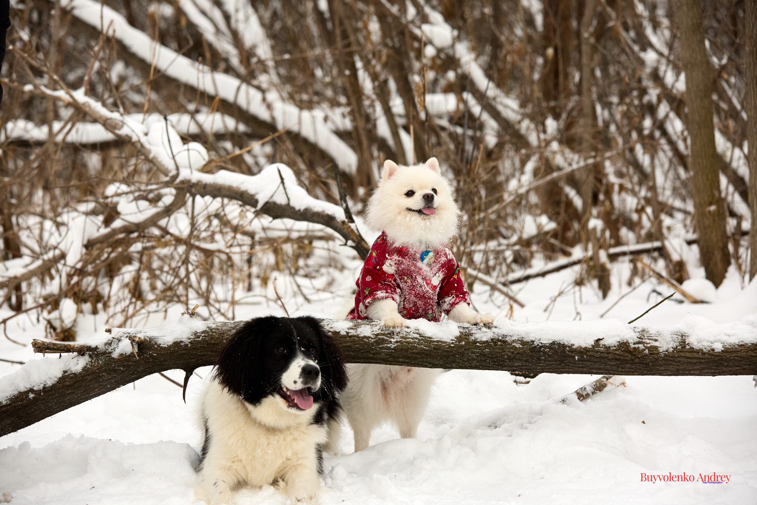 Фотосессия с красками Molly. Buyvolenko Andrey