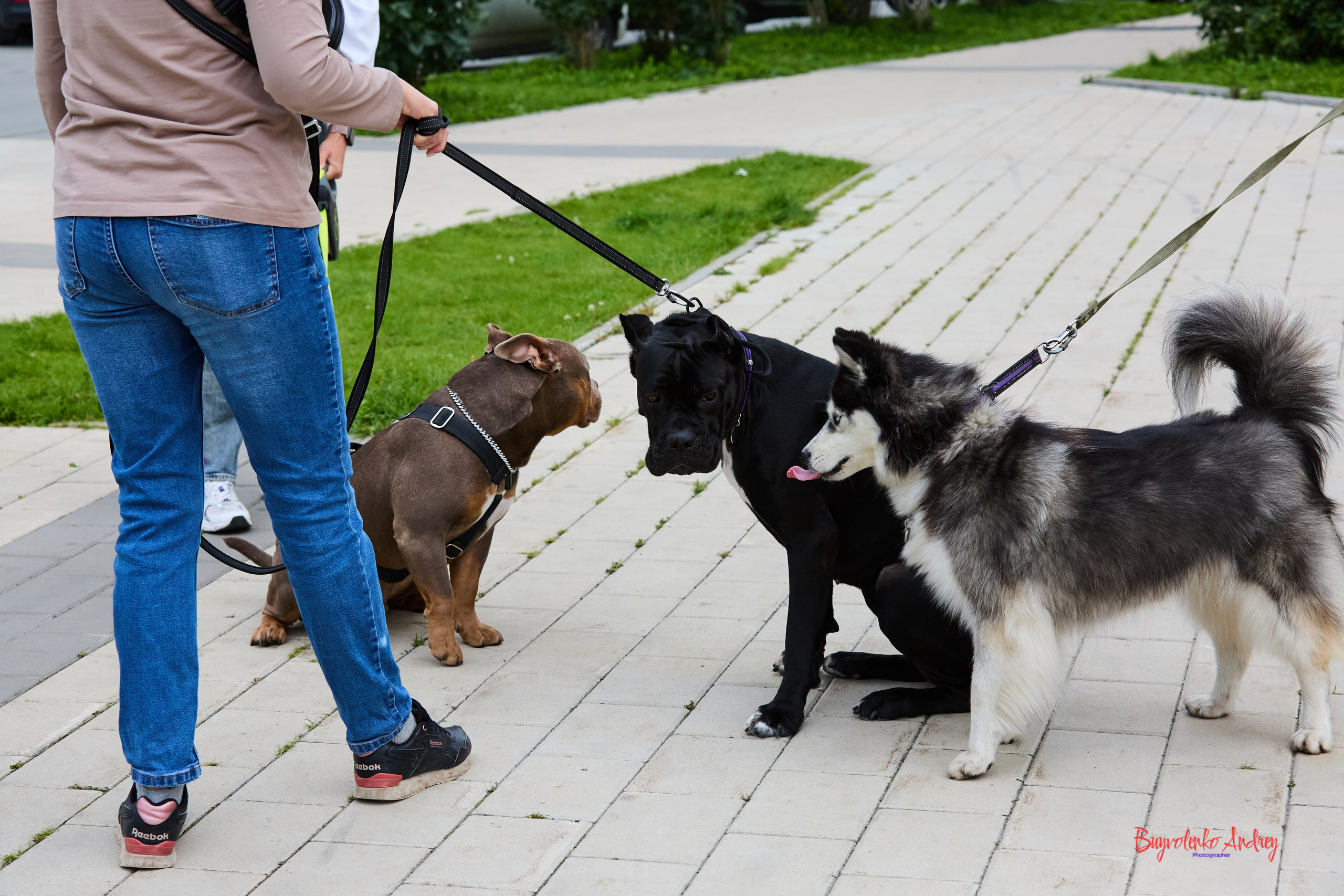 Проект фотопрогулка с хвостиком. Buyvolenko Andrey