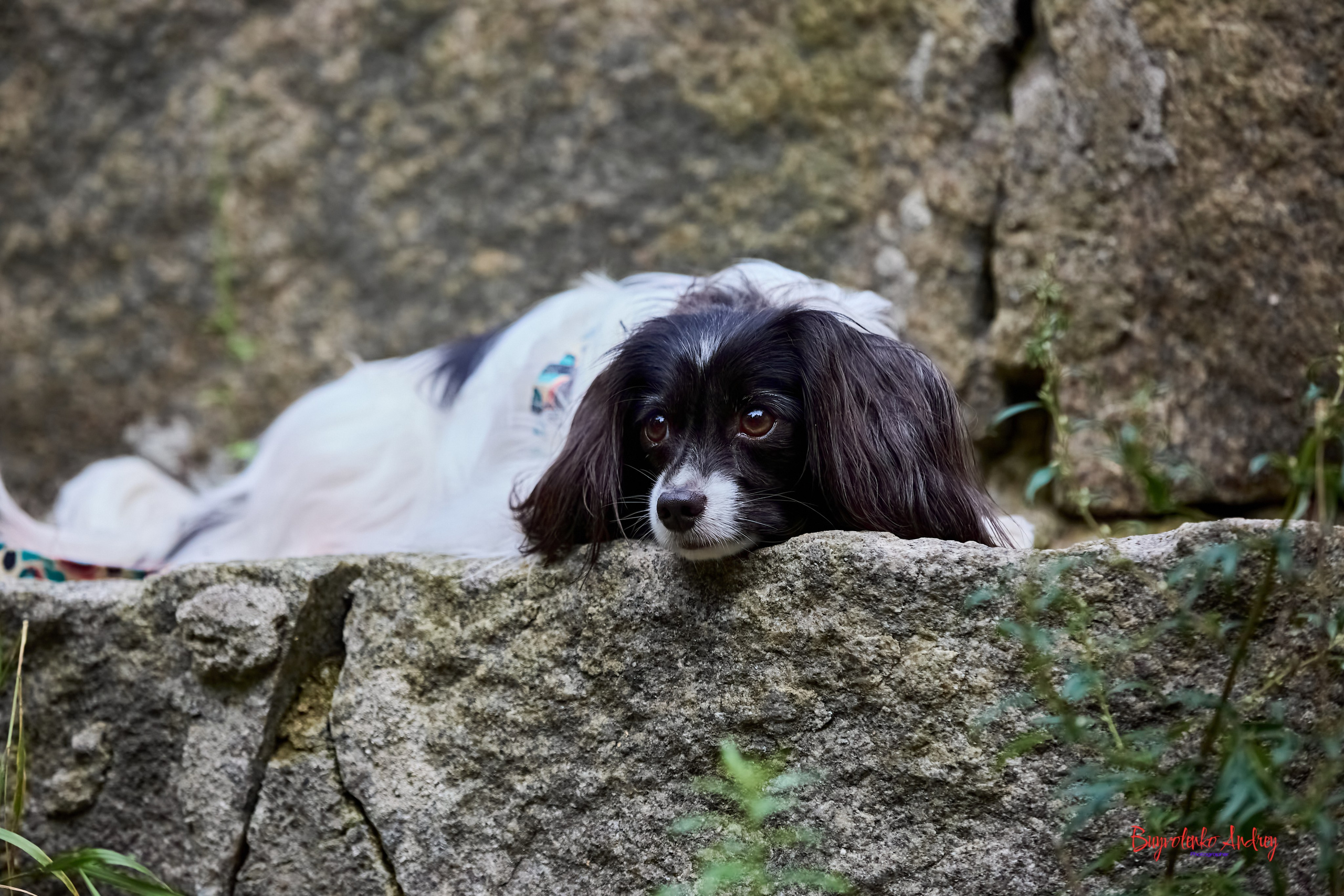 Фотопрогулка с хвостиком. Buyvolenko Andrey