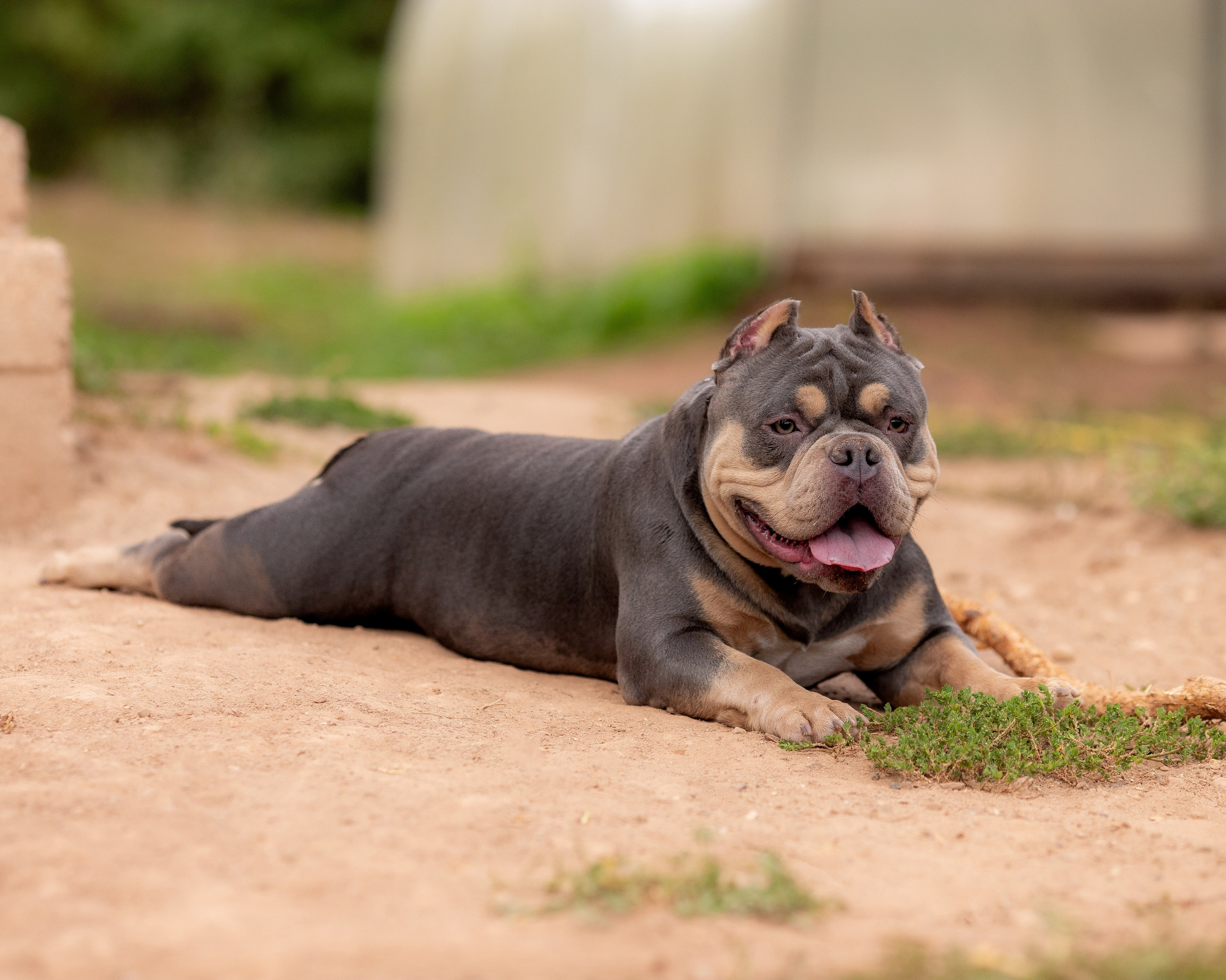 Наталья и булли. Фотограф Анималист в Перми Анастасия Остерман