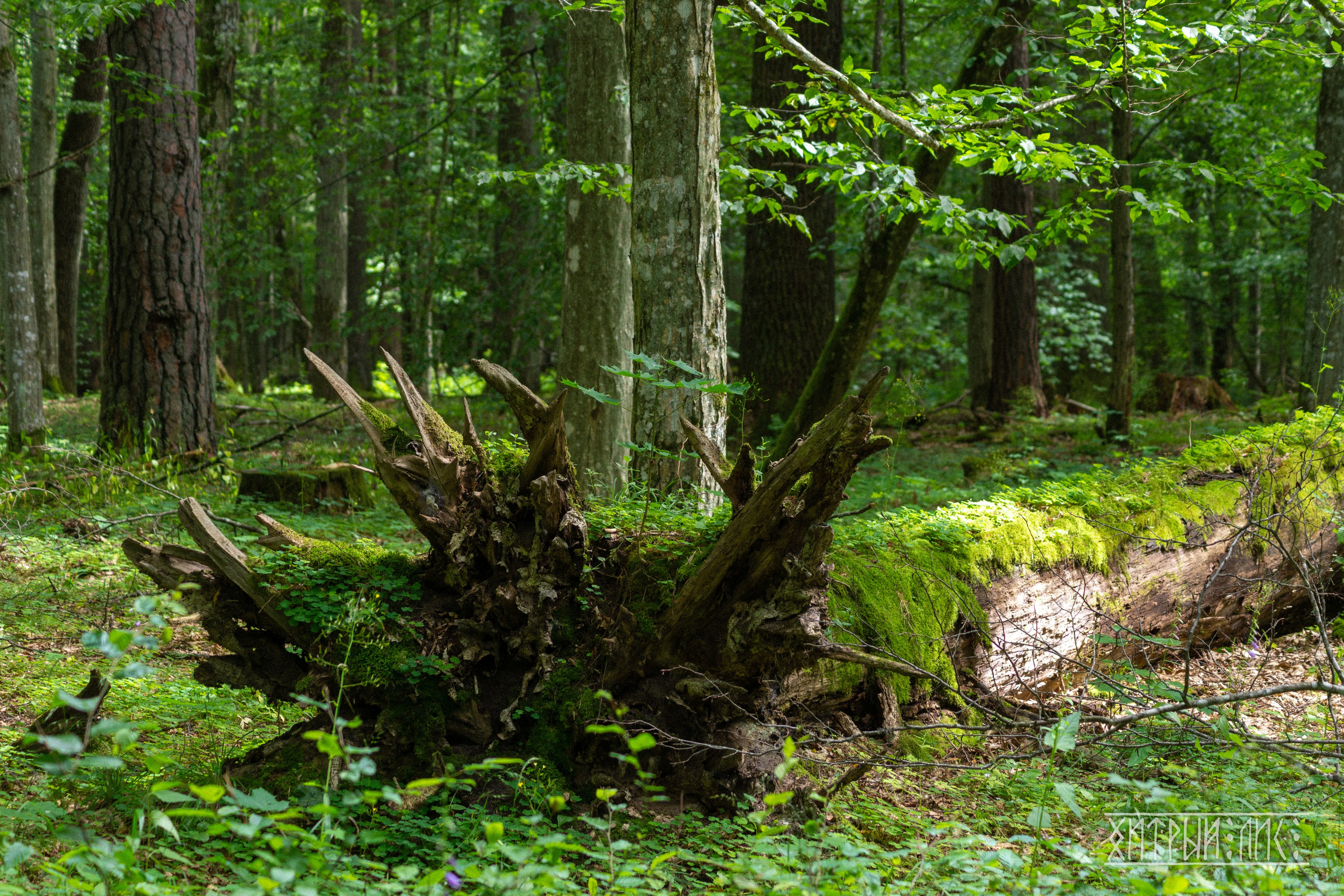 Беларусь. Фотограф-путешественник Самойлов Максим «Sly Fox»