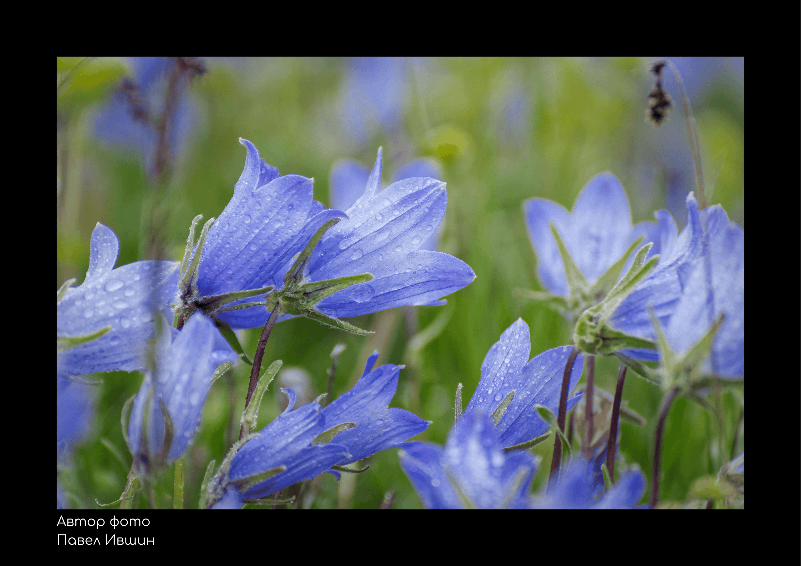 Виртуальная фотовыставка «Заповедный Дагестан». Репортажный фотограф в Крыму Ксения Гасица