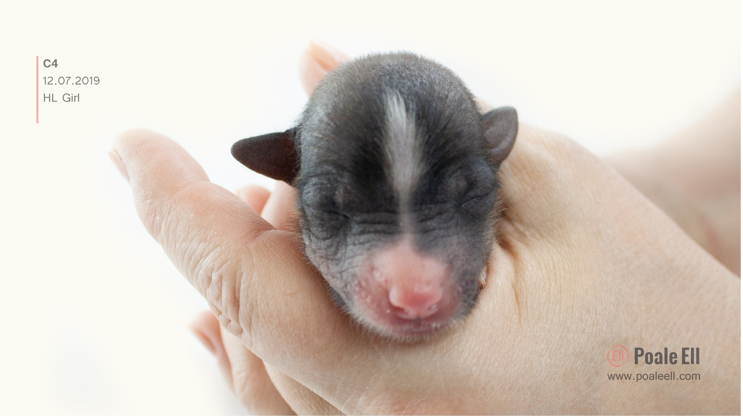 Litter C. Chinese Crested Dog Kennel Poale Ell