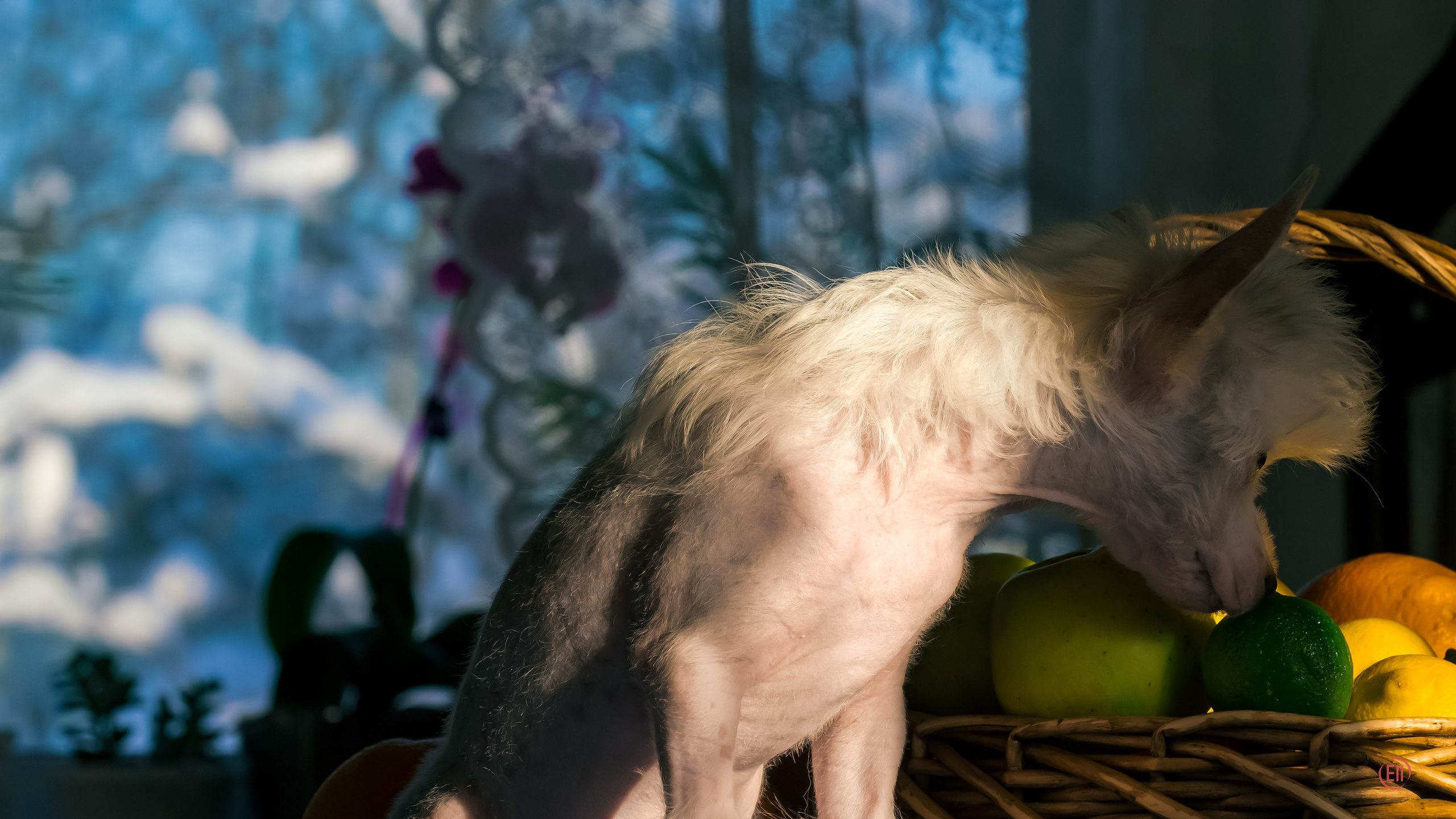 В гостях у питомника Show Galaktika. Питомник китайских хохлатых собак Poale Ell: купить щенка в питомнике