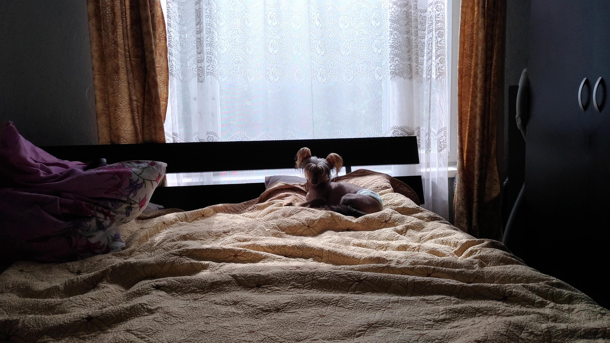 Адамусик милый малыш. Питомник китайских хохлатых собак Poale Ell: купить щенка в питомнике