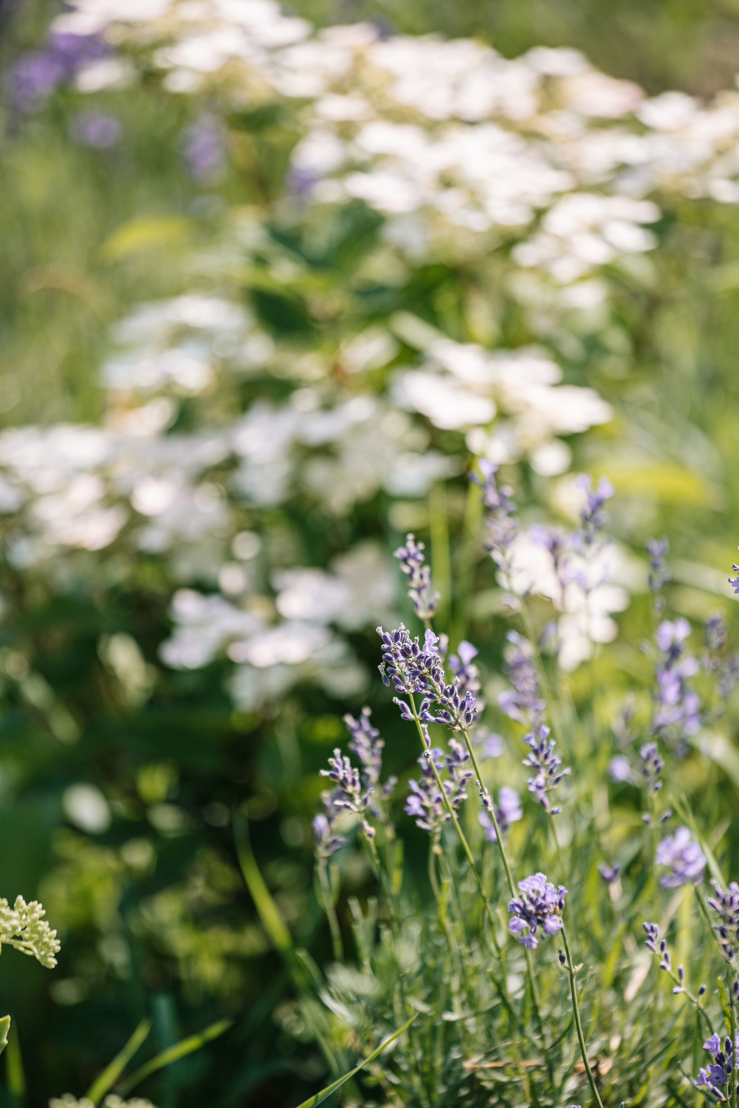 Ландшафтный дизайн. Главная