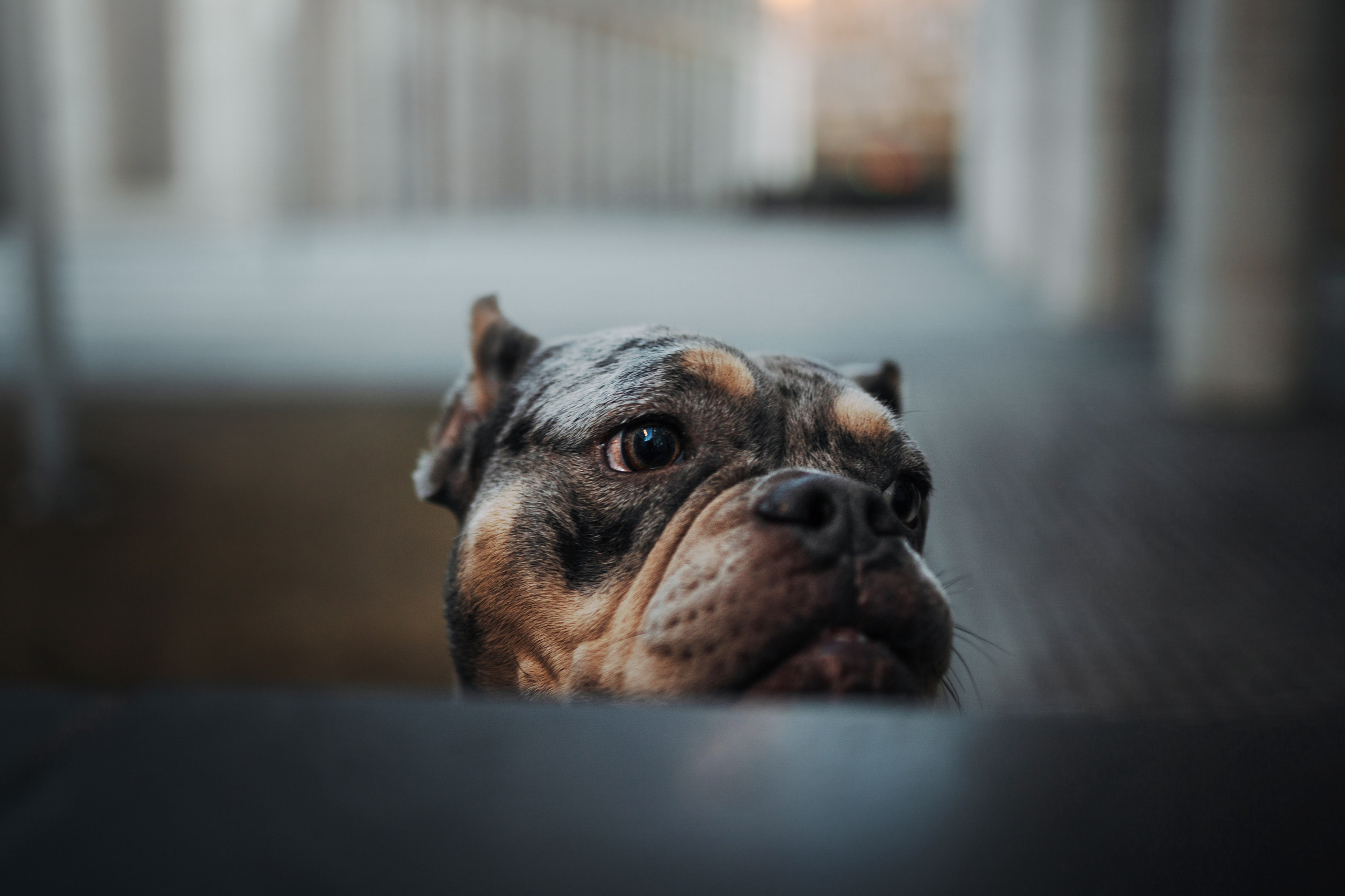 Лера и ее булочки. Фотограф — Анималист | Санкт-Петербург