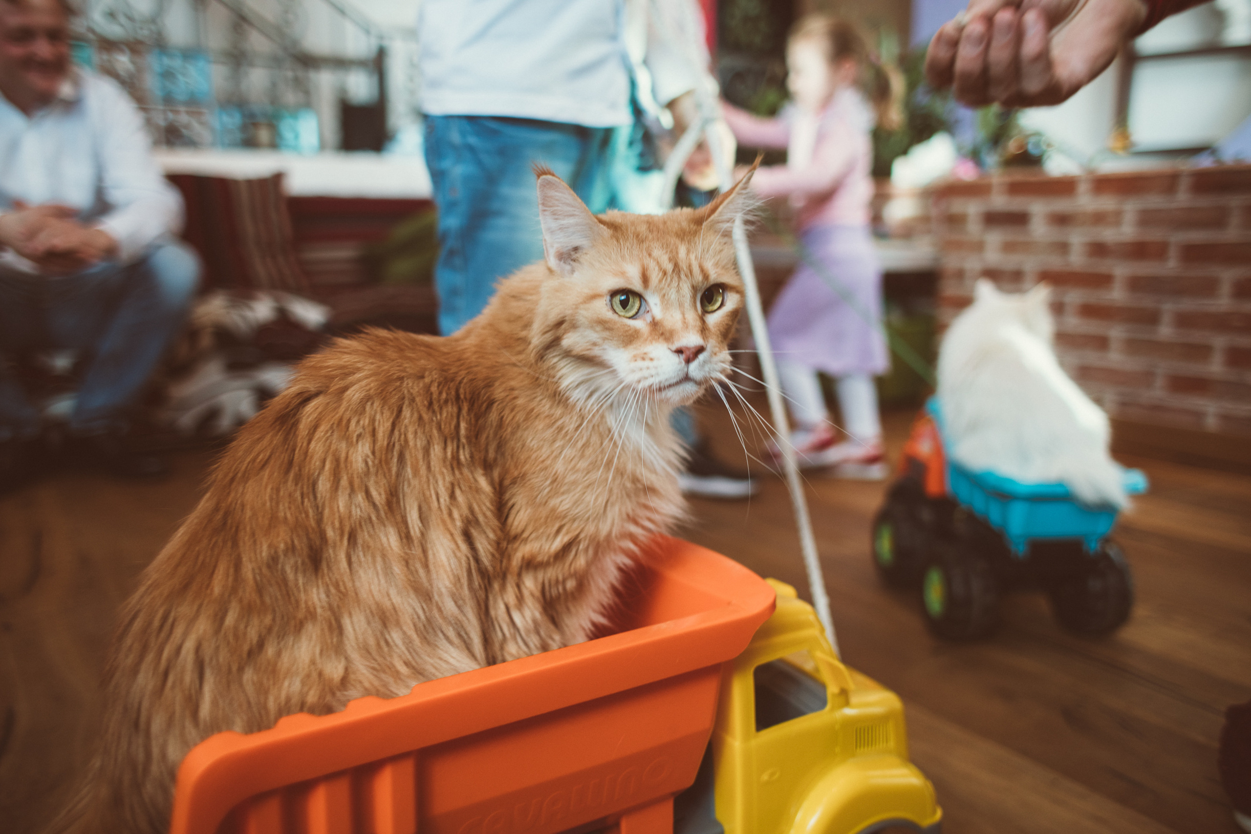 АГАТА И КОТИКИ | ДЕНЬ РОЖДЕНИЯ 3 ГОДИКА. Фотограф Наташа Румянцева