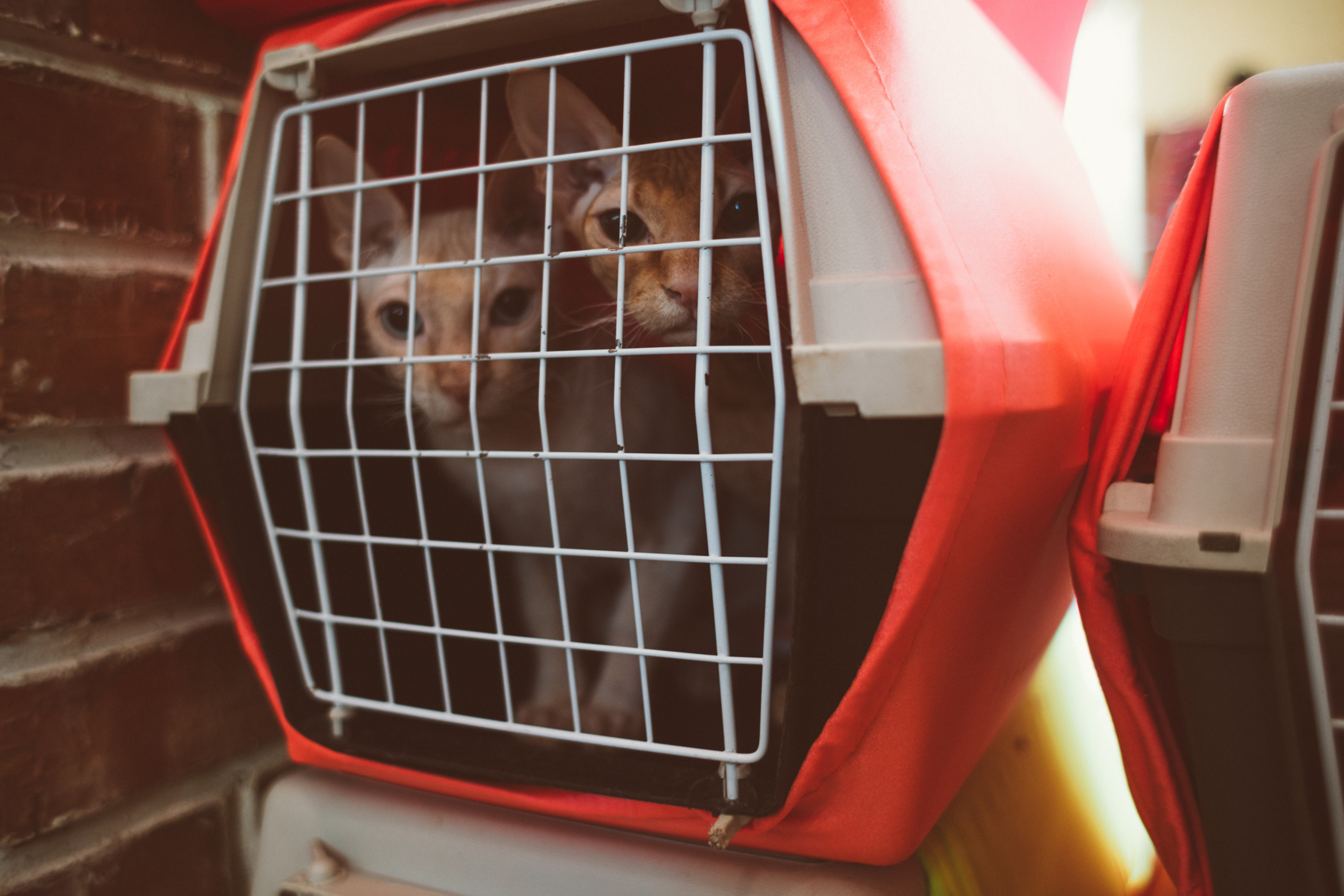 АГАТА И КОТИКИ | ДЕНЬ РОЖДЕНИЯ 3 ГОДИКА. Фотограф Наташа Румянцева