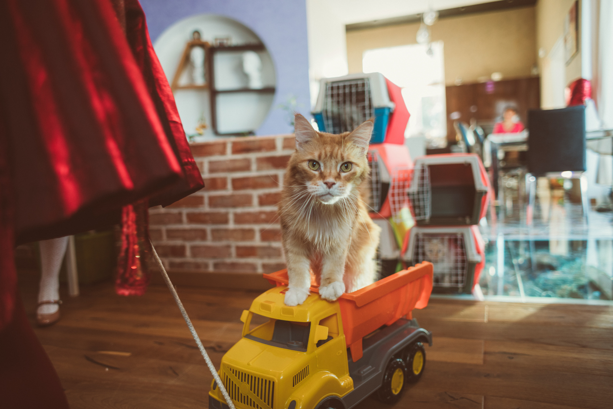 АГАТА И КОТИКИ | ДЕНЬ РОЖДЕНИЯ 3 ГОДИКА. Фотограф Наташа Румянцева