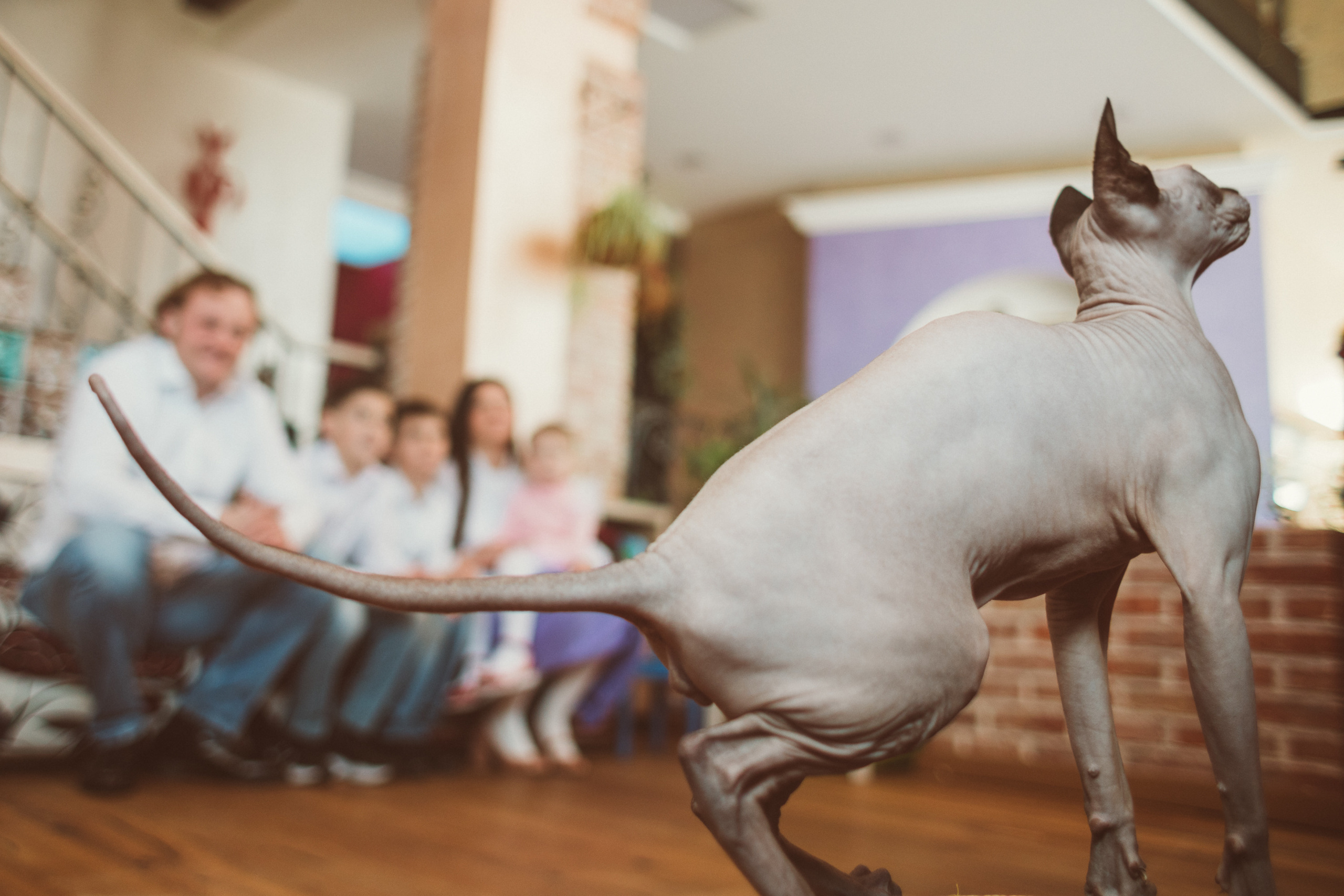 АГАТА И КОТИКИ | ДЕНЬ РОЖДЕНИЯ 3 ГОДИКА. Фотограф Наташа Румянцева