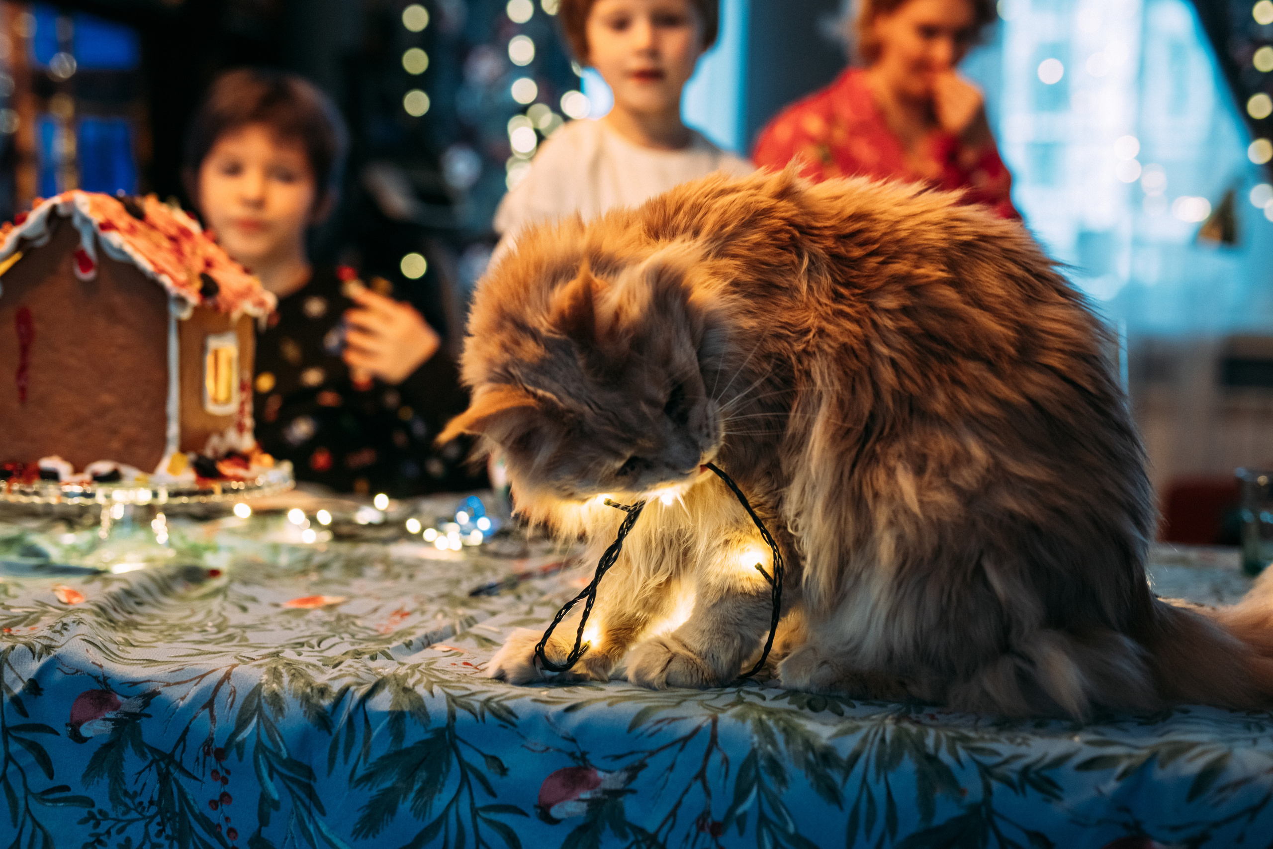 COMING HOME FOR CHRISTMAS. Фотограф Наташа Румянцева