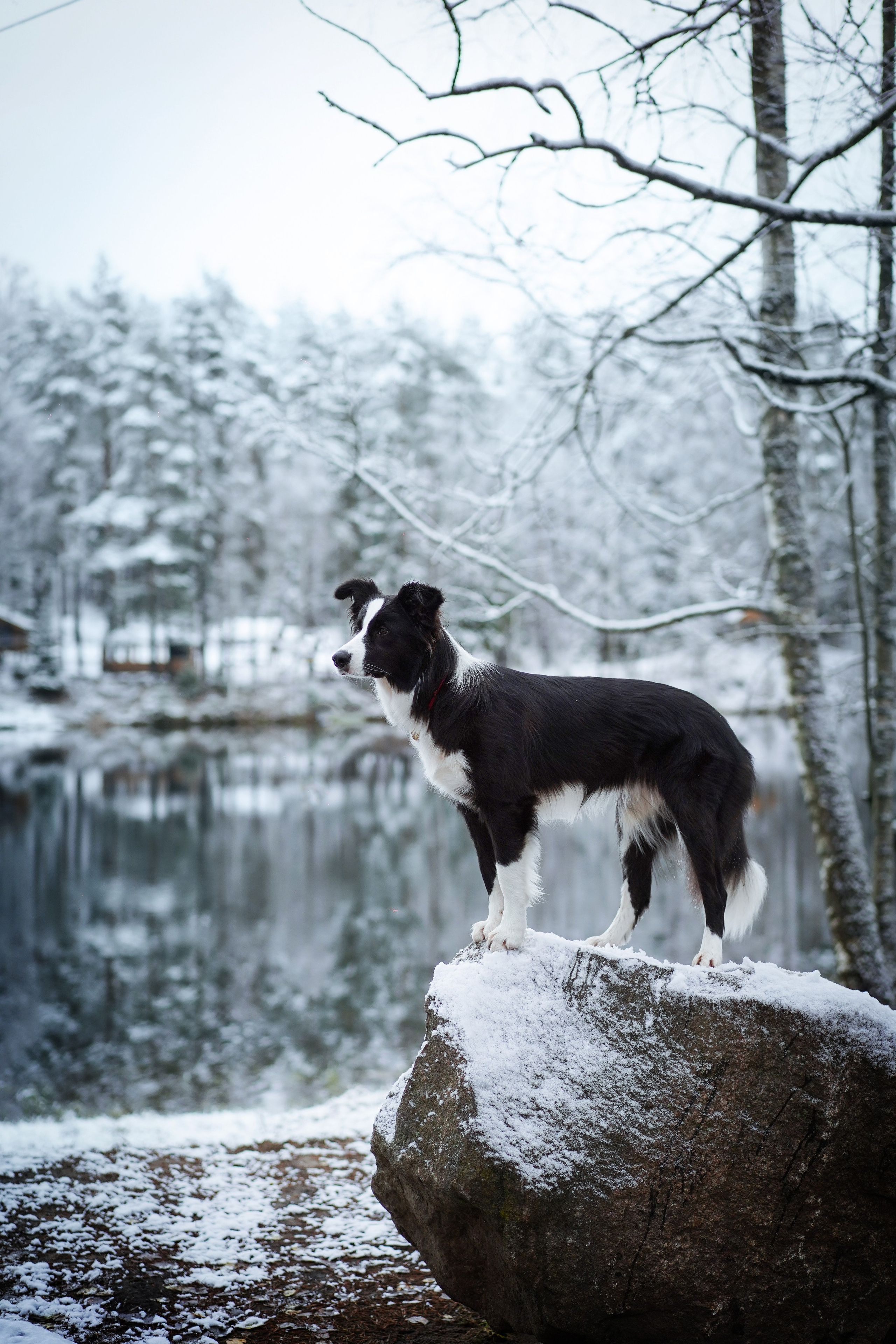 Юлия и Груша. Фотограф-анималист в Санкт-Петербурге Яна Мартынова