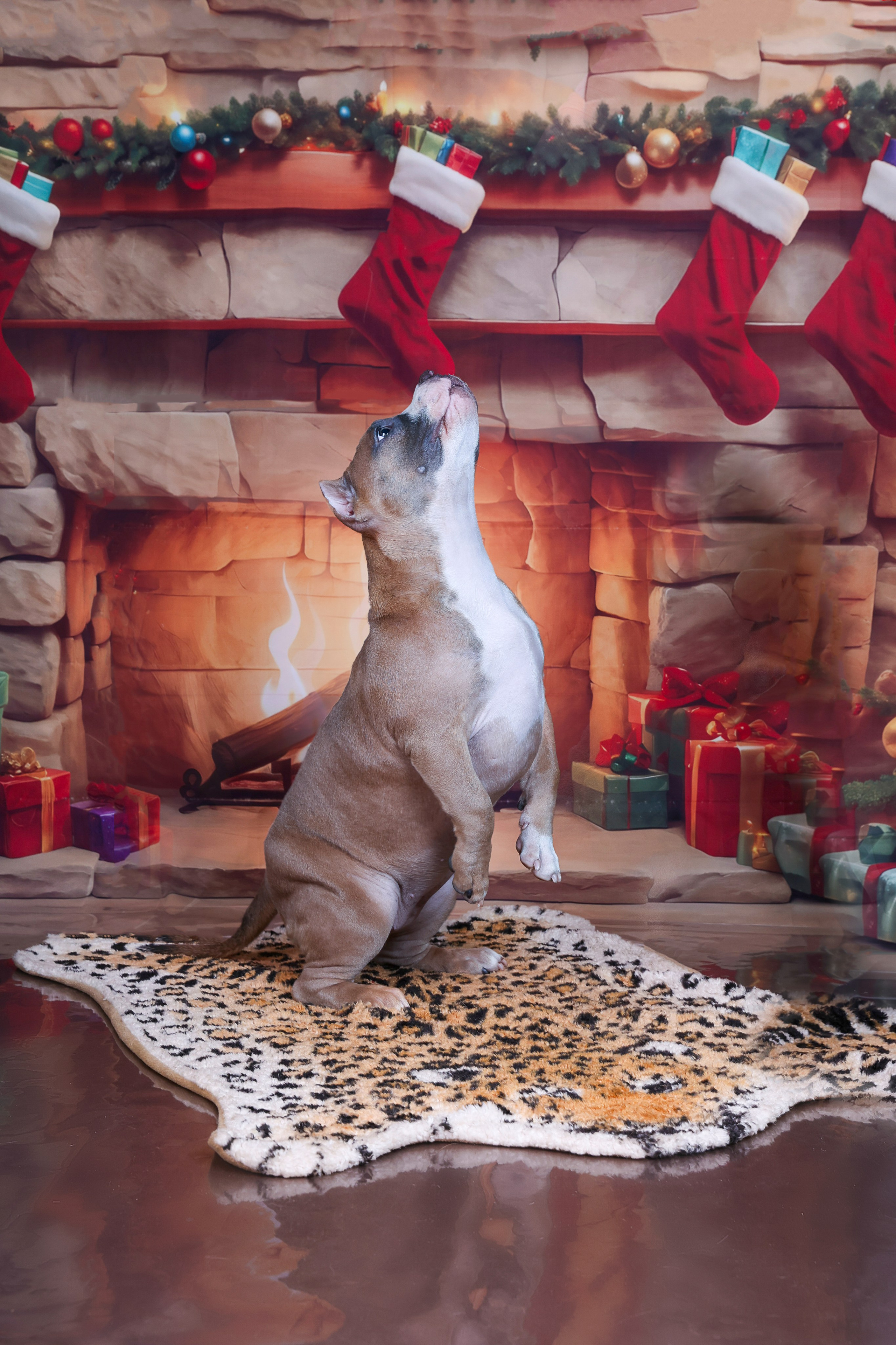 Американский булли!. Фотограф 📸 семейный, предметный, репортажный