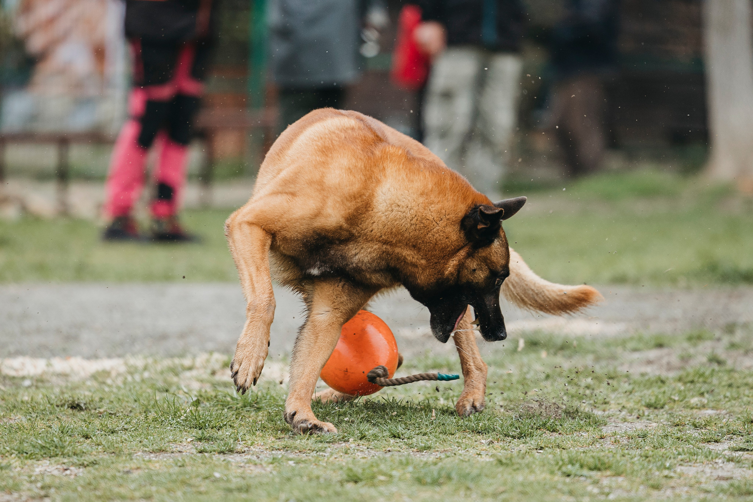 Геленджик Мондьоринг. Фотограф-анималист Анна Маринич