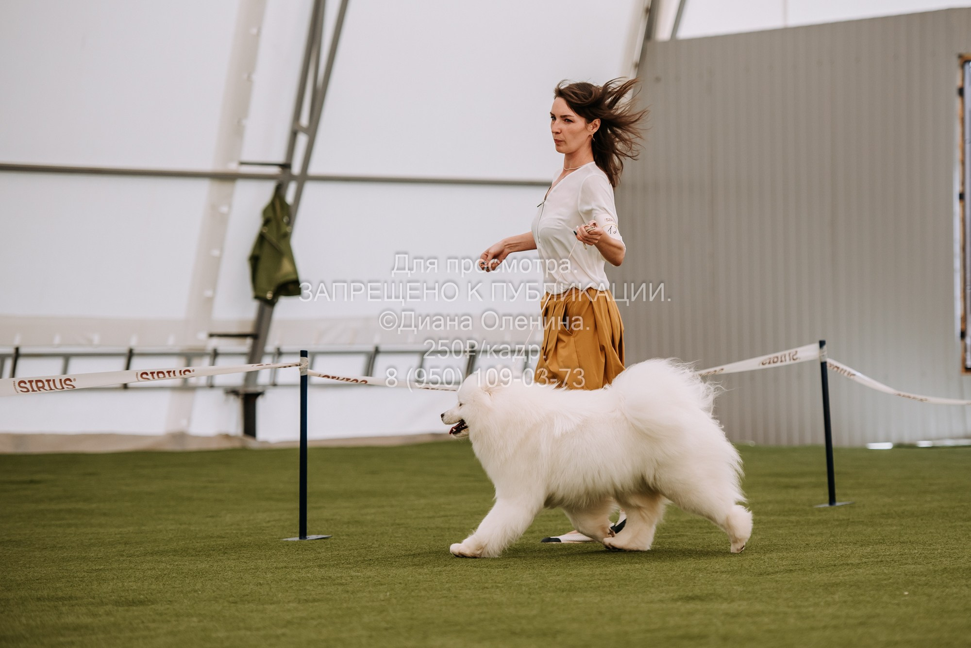 Выставка собак Красноярск 2.06. Фотограф Диана Оленина Красноярск / Братск