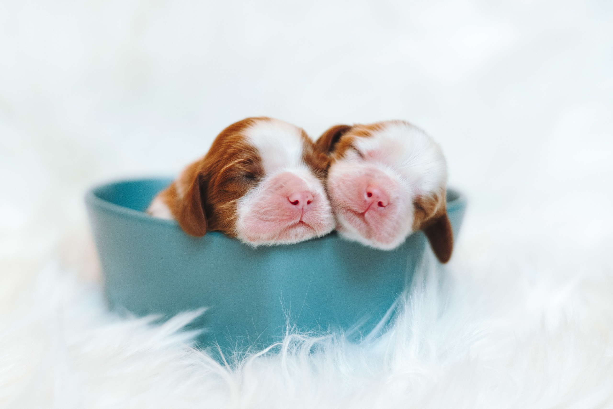 ККЧС. Фотограф анималист Осипчикова Мария