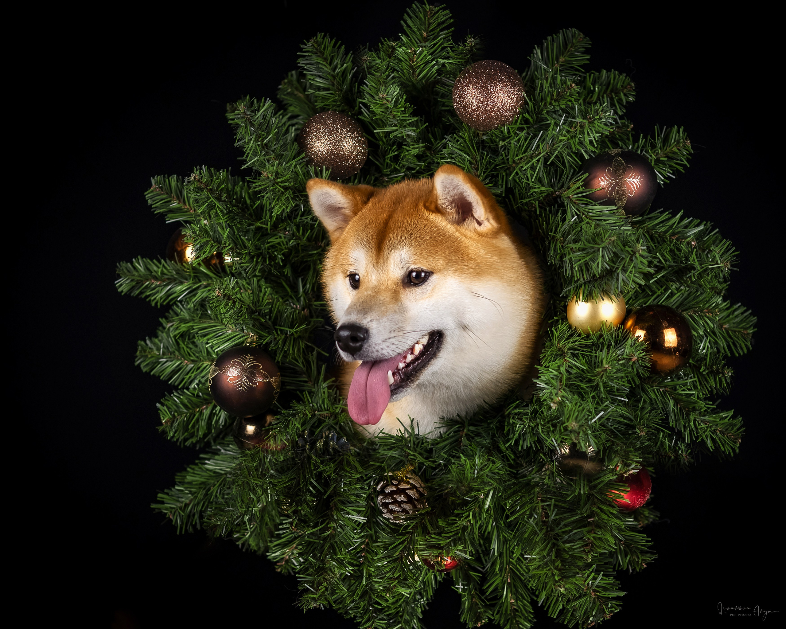 Фотодень_3 2025. Фотограф анималист Аня Ливанова | Рыбинск