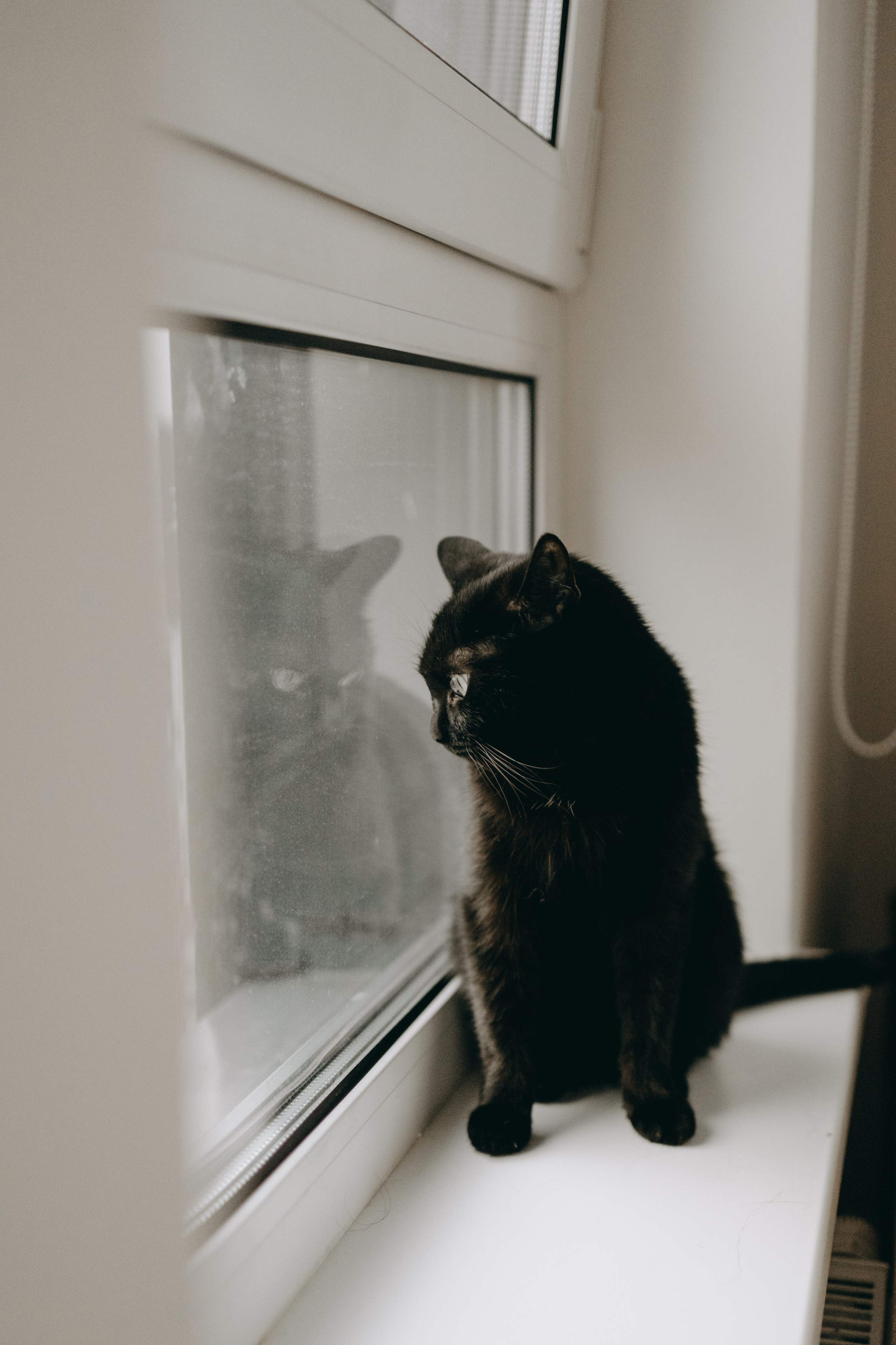 Настя, Никита и их Гром и Мяу. Фотограф — Анималист | Санкт-Петербург