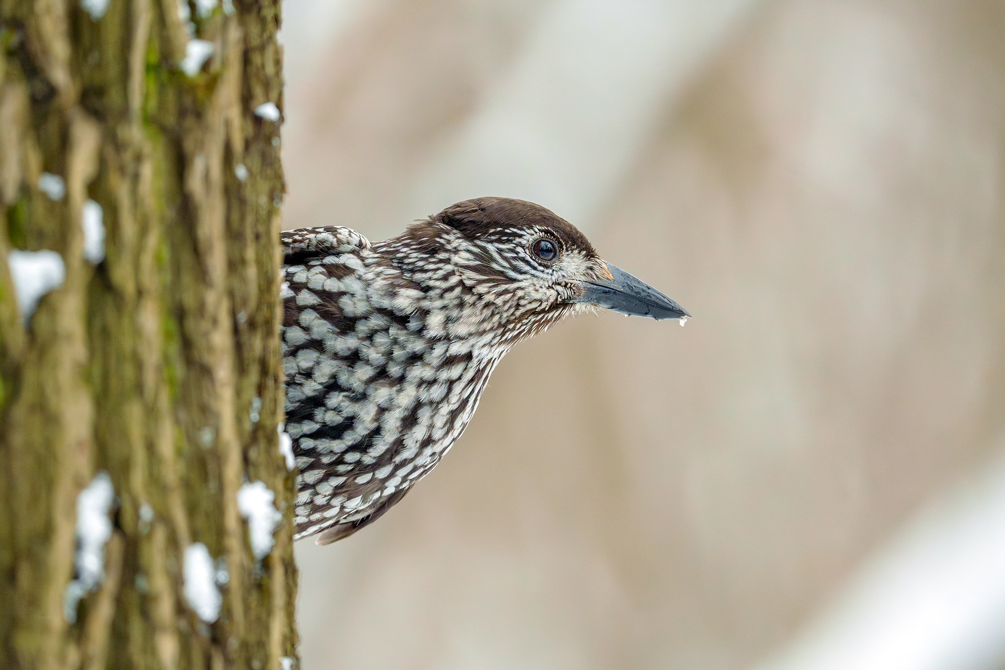Удивительные мир птиц. Вокруг нас столько прекрасного — присмотритесь!. Ваш личный фотограф Марина Волкова