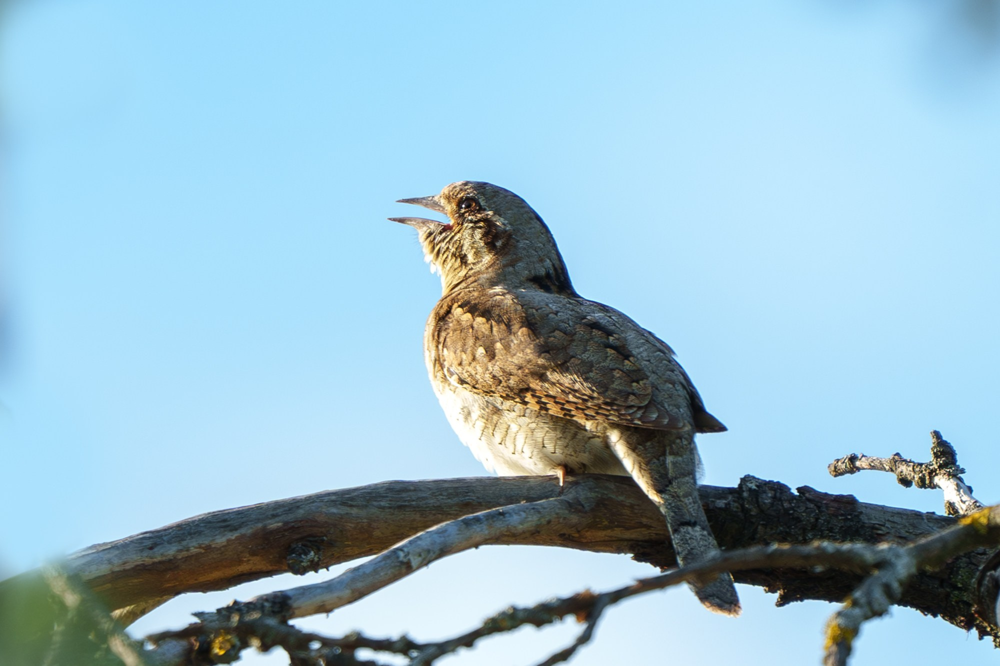 Удивительные мир птиц. Вокруг нас столько прекрасного — присмотритесь!. Ваш личный фотограф Марина Волкова