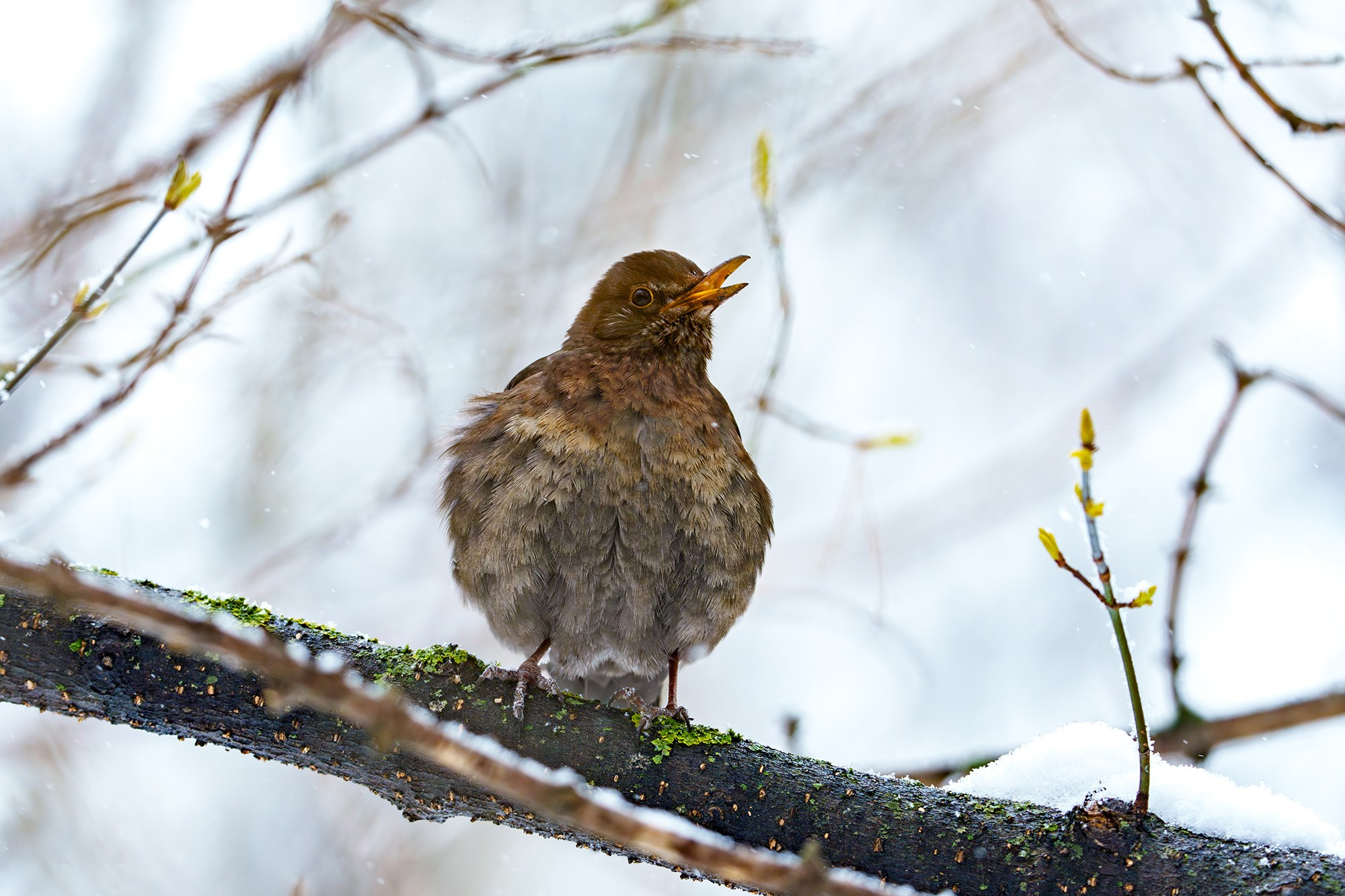 Удивительные мир птиц. Вокруг нас столько прекрасного — присмотритесь!. Ваш личный фотограф Марина Волкова