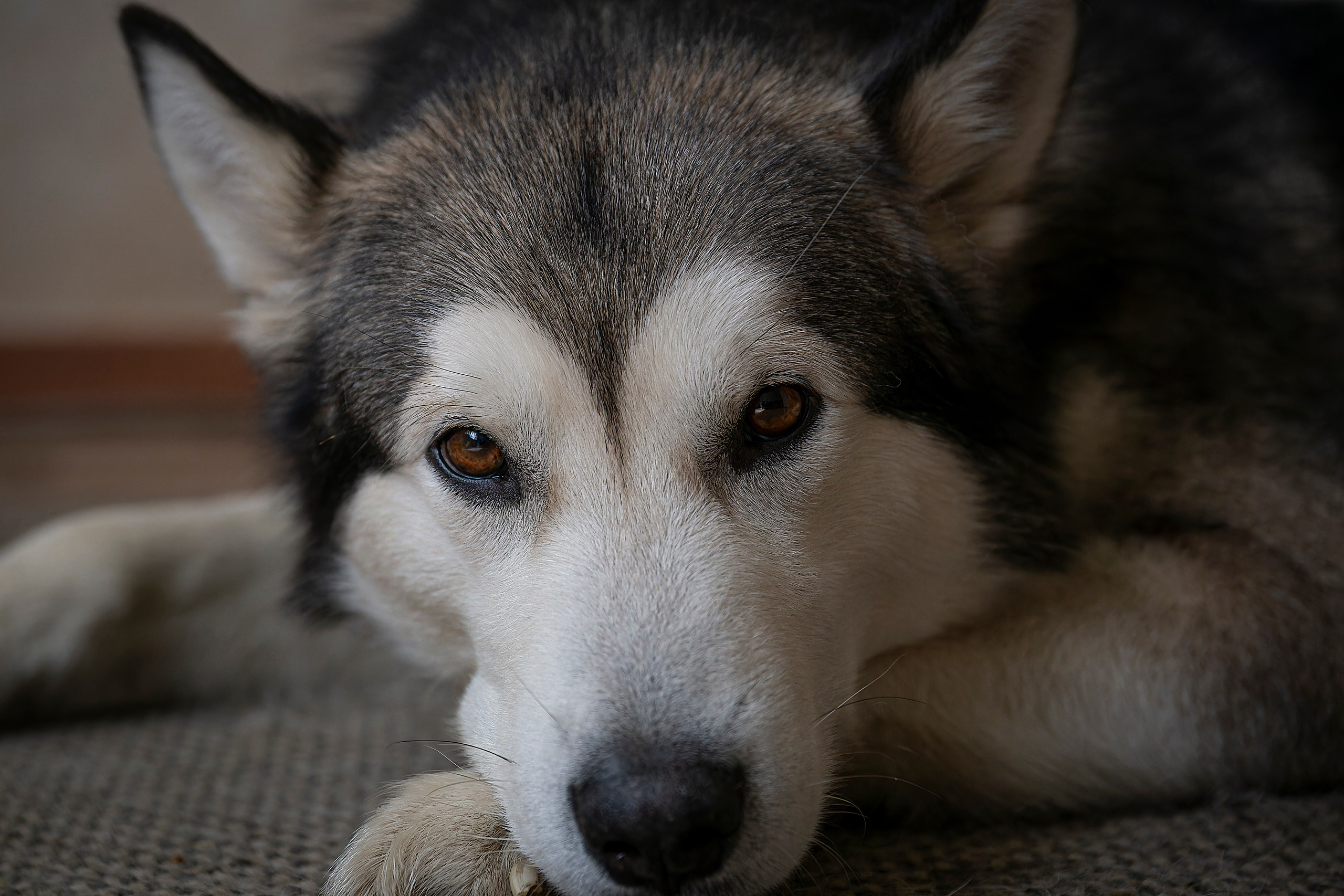 Мои маламуты.Ярик. Лев Постнов.Фотограф. Нижний Новгород