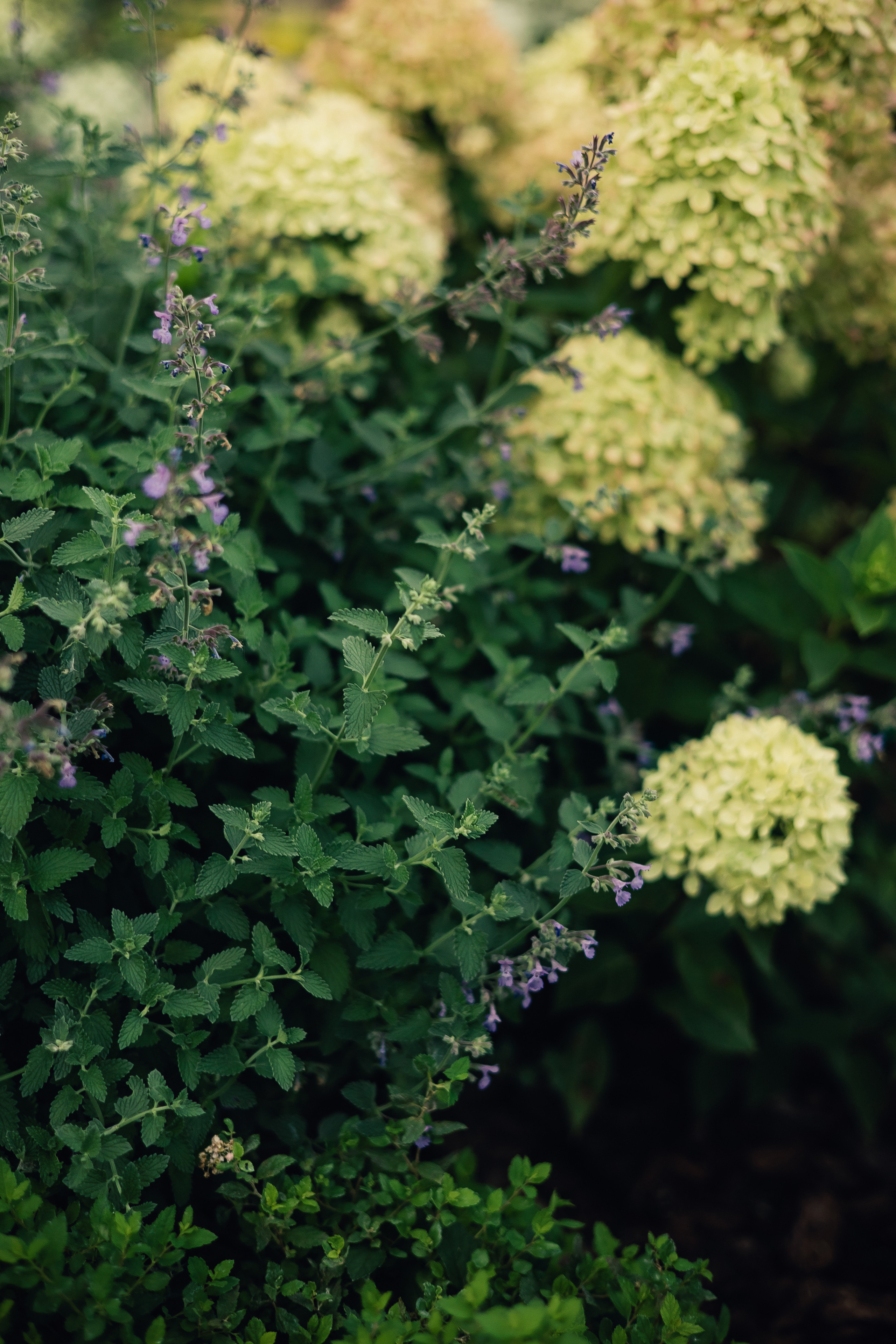 Съемка для ландшафтного архитектора Елизаветы Образцовой. Фотограф в Москве Наталья Спиридонова