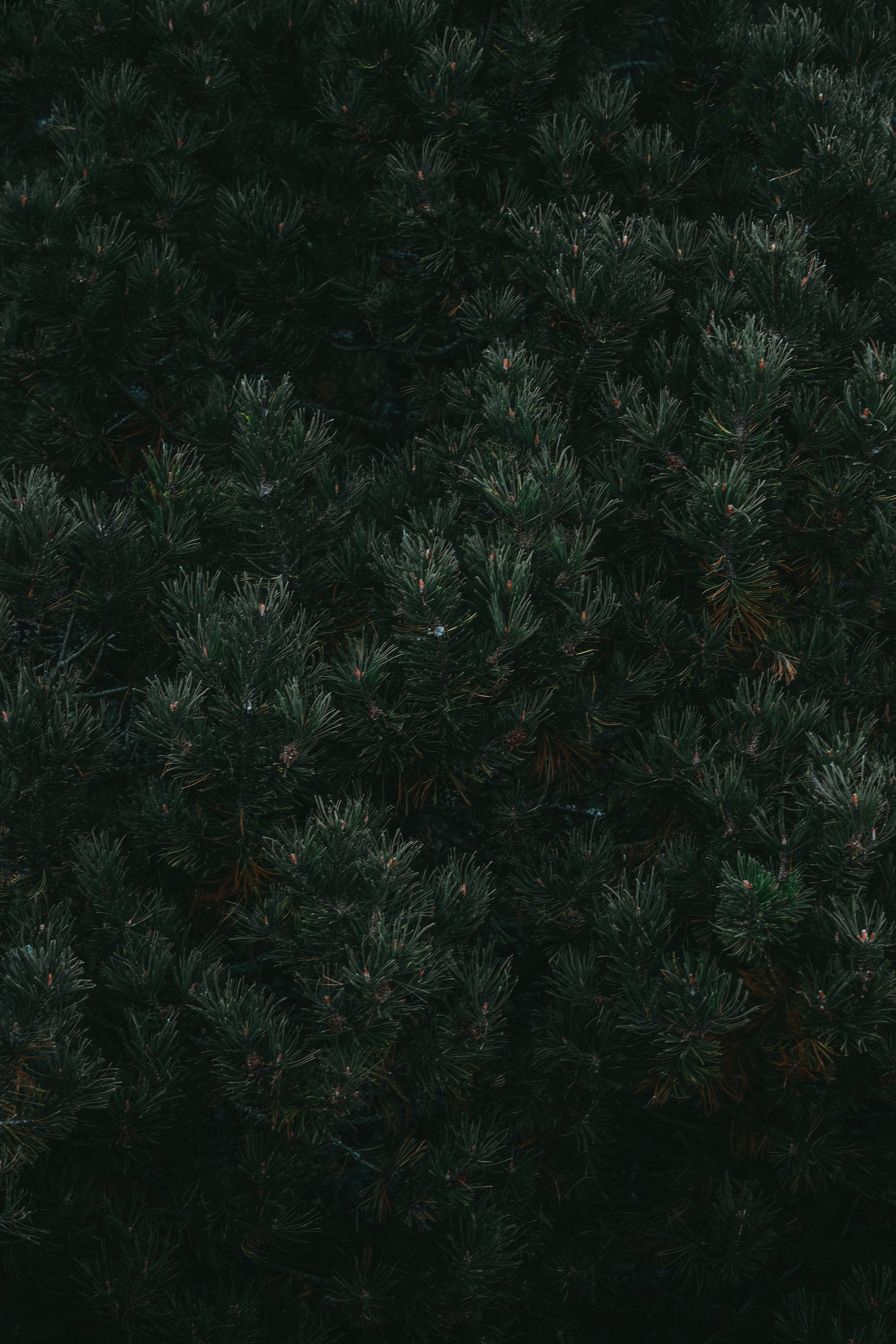 Т Е П Л Ы Й — З Е Л Е Н Ы Й. — Digital Noise —