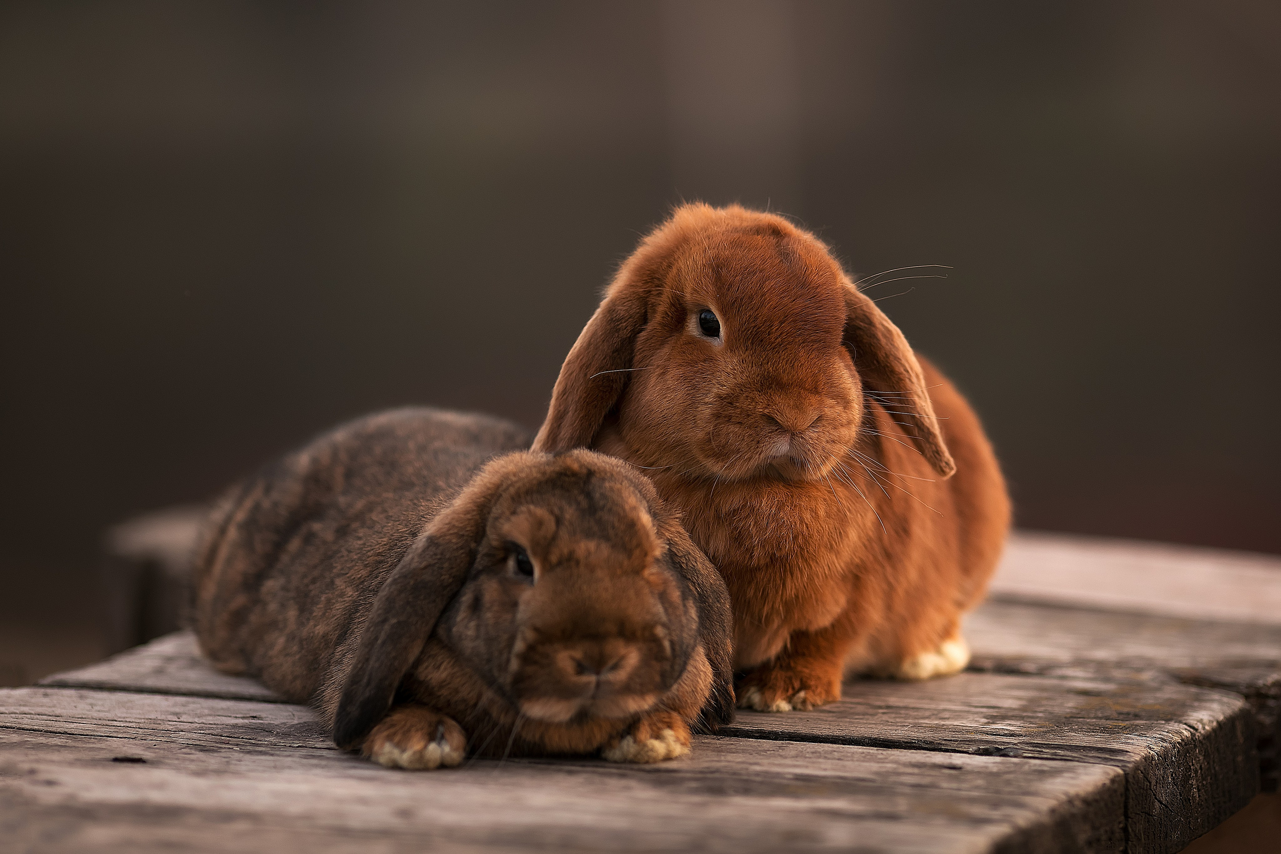 Весна. Главная
