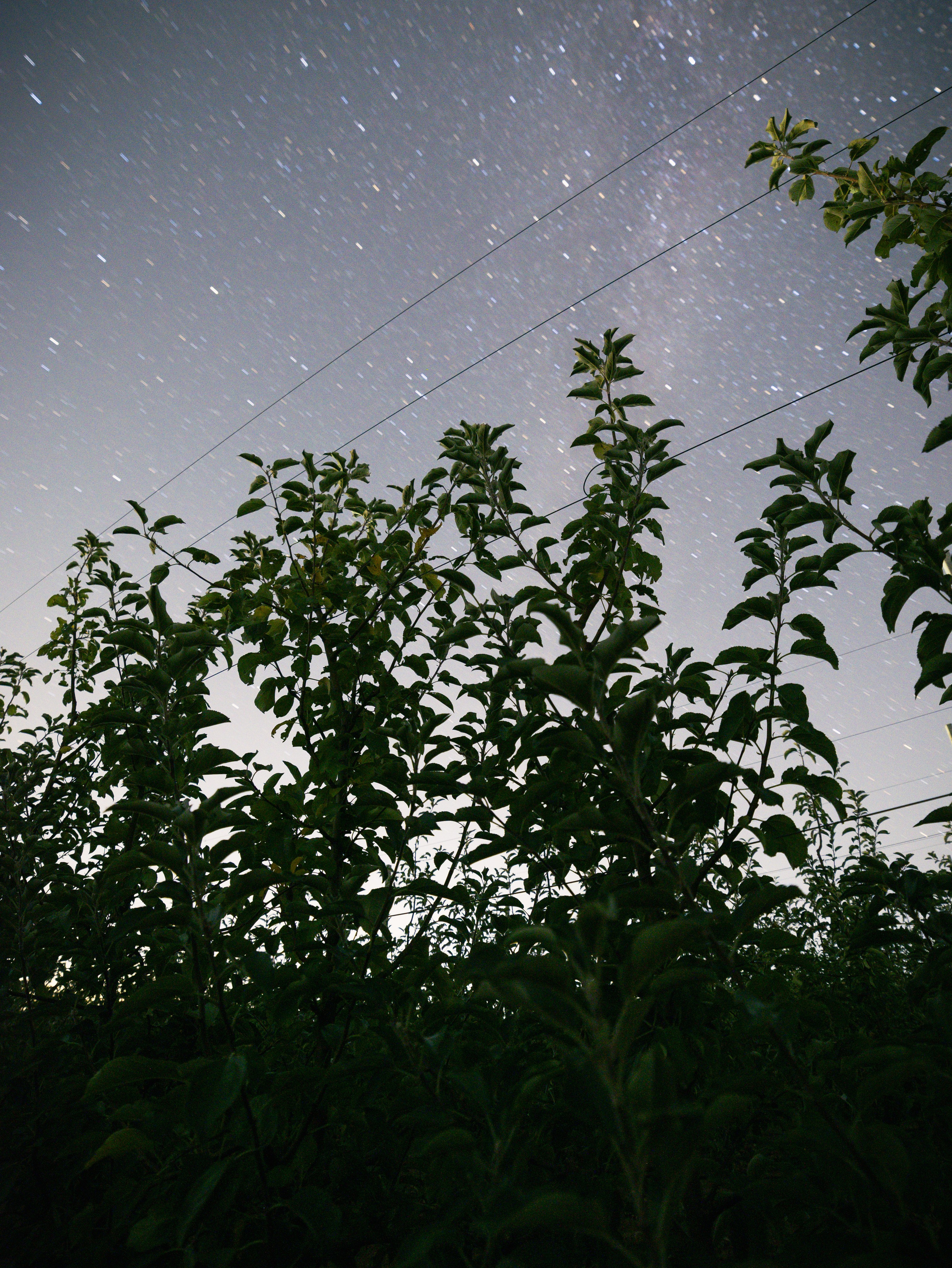 Domik в саду. Артем Корнев Фотограф