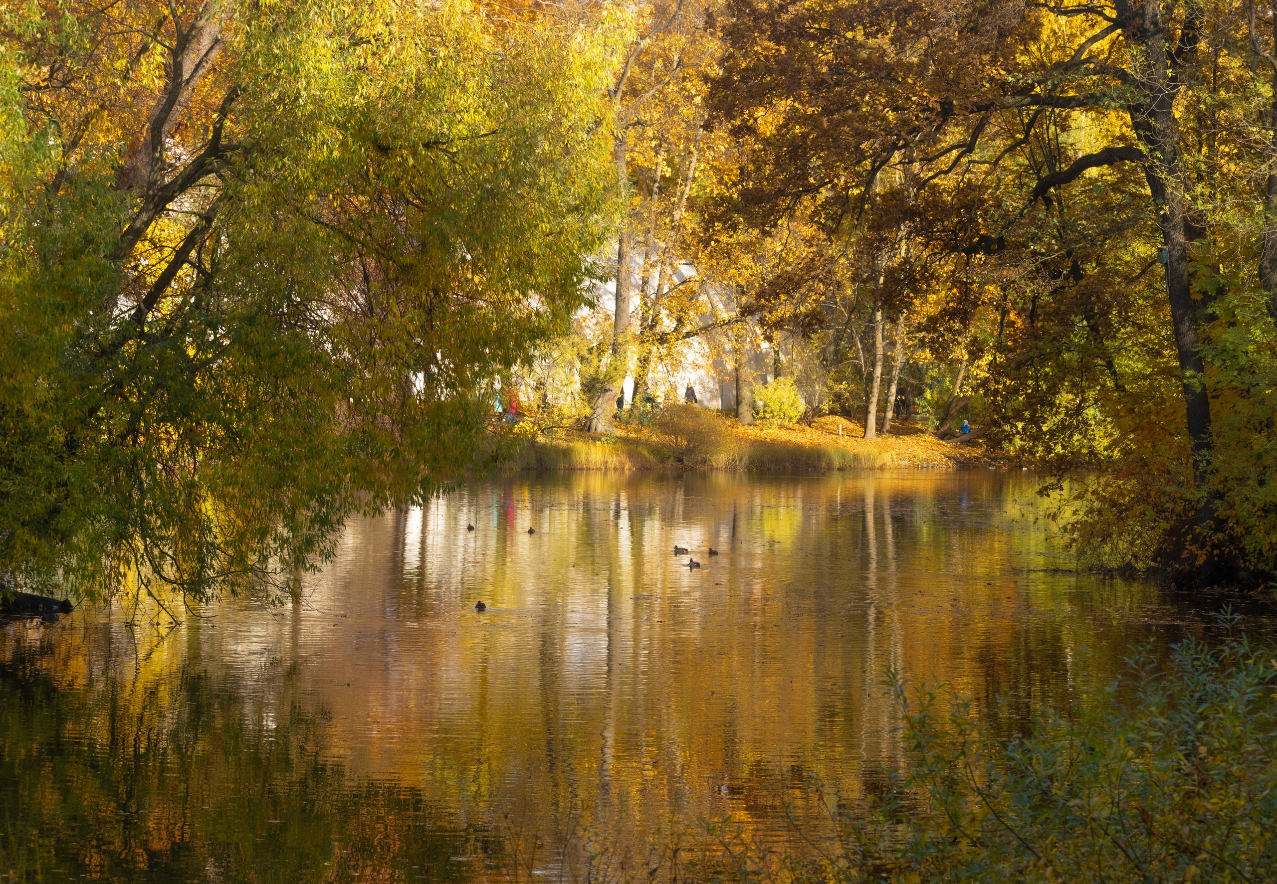 Осень на Елагином острове, Пейзаж, Виктор Мироненко, Санкт-Петербург